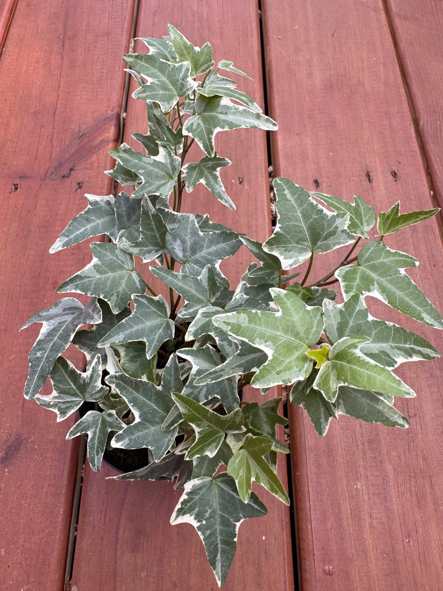 4” Variegated English Ivy