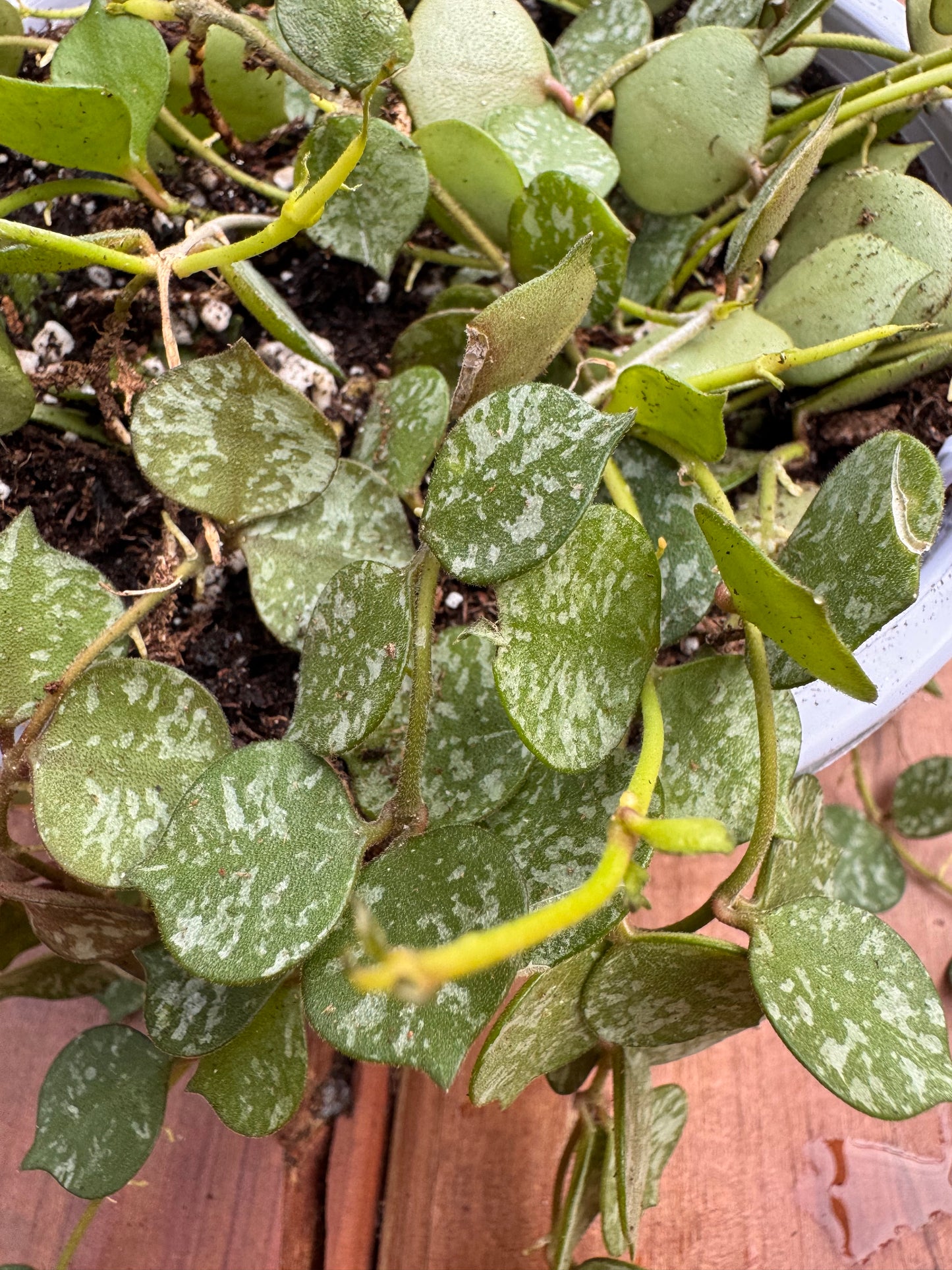 Hoya Curtisii in 5-inch pot with tiny green leaves speckled in silver on trailing vines, miniature tropical hoya