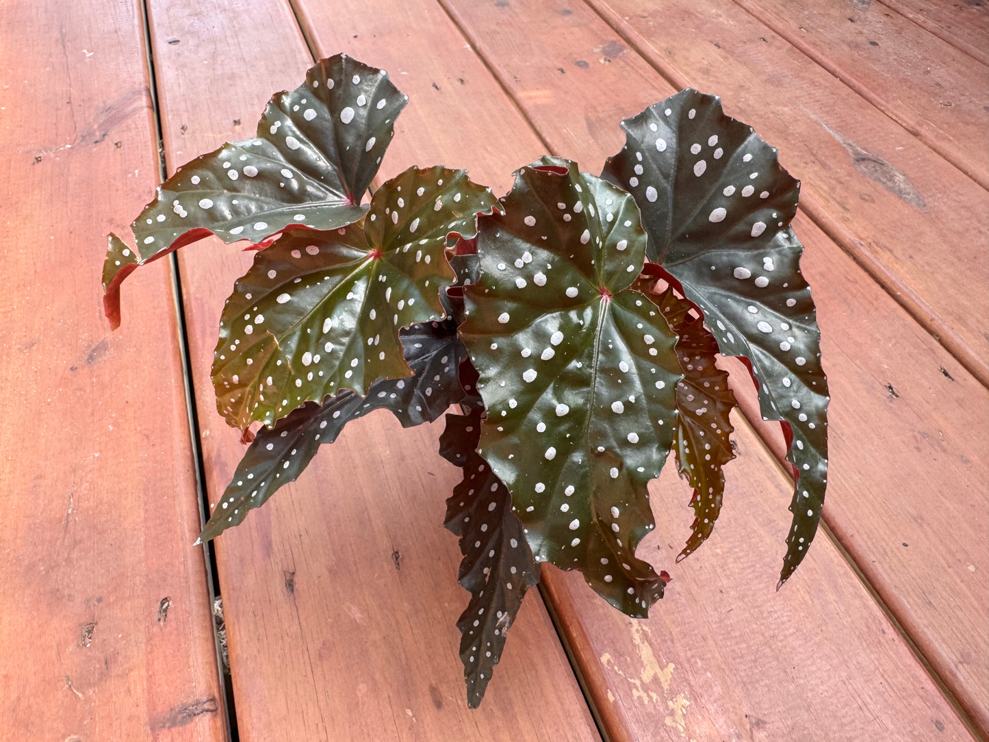 Begonia Black Forest in 4-inch pot with dark green-black leaves and bright red undersides, dramatic foliage houseplant