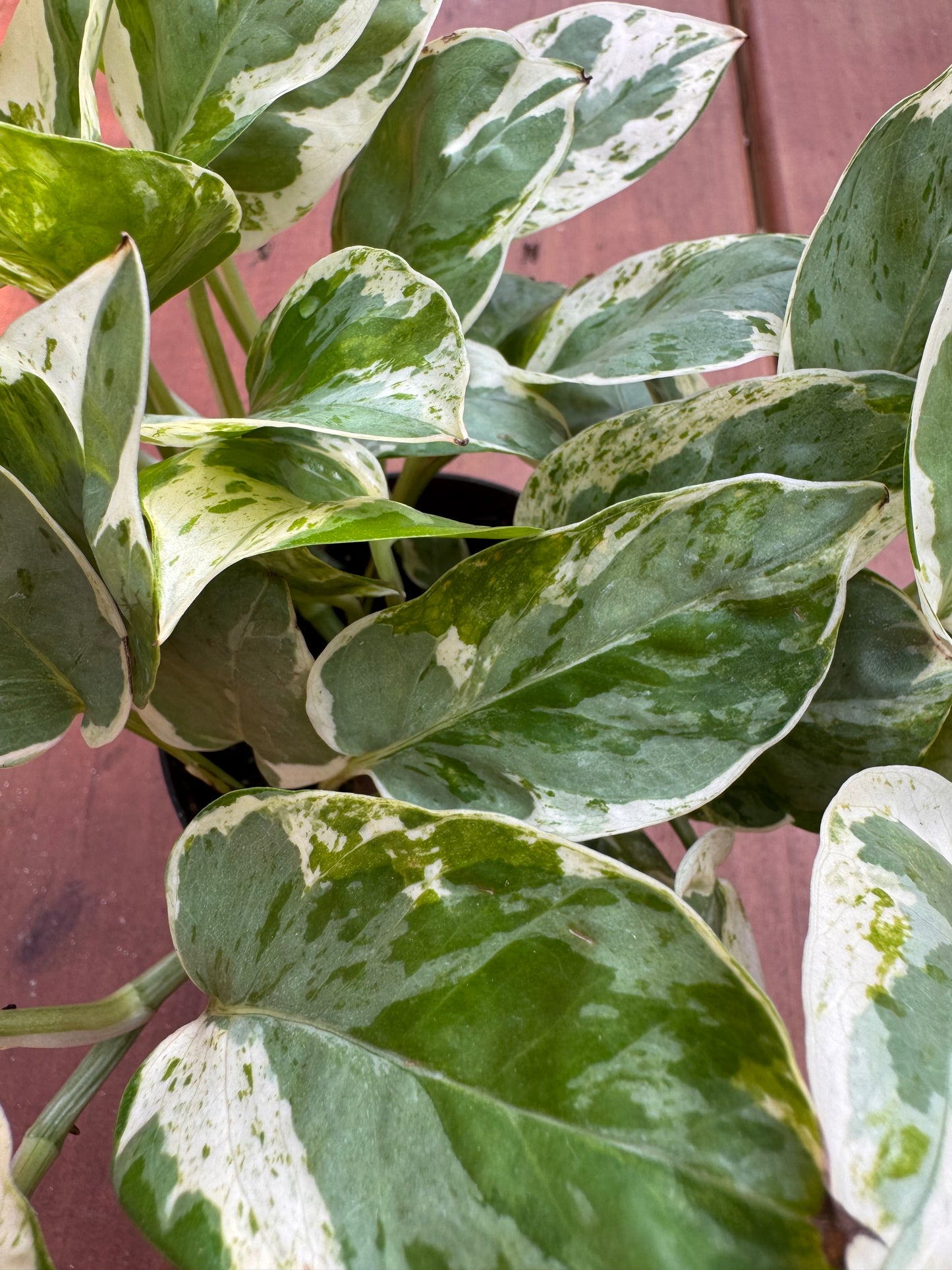 4” Pearls And Jade Pothos