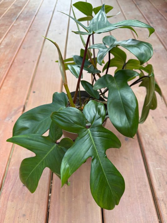 6” Florida Green Philodendron