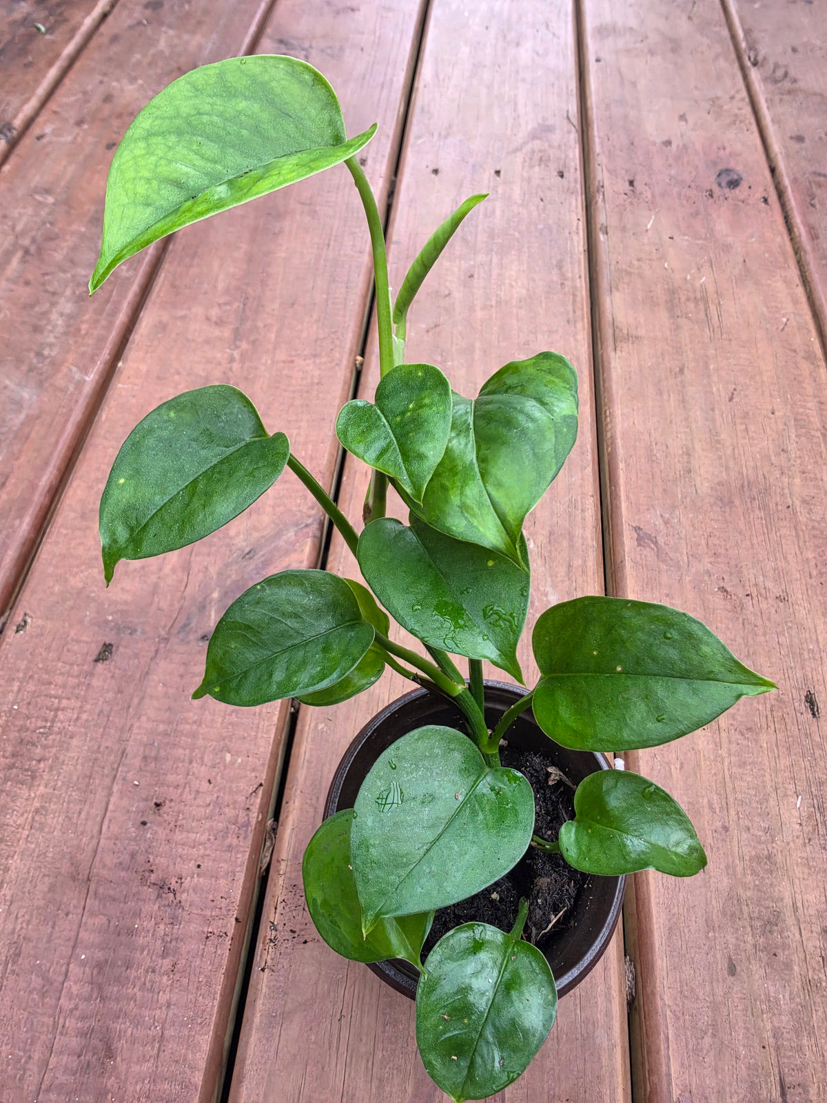 global green pothos in 4 inch pot with light and dark green variegated heart shaped leaves