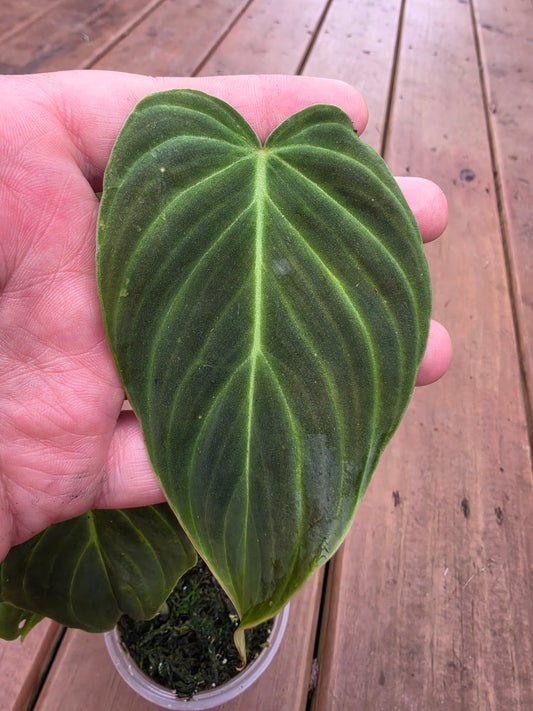 philodendron glorious in 4 inch pot with elongated velvety green leaves and pale veins