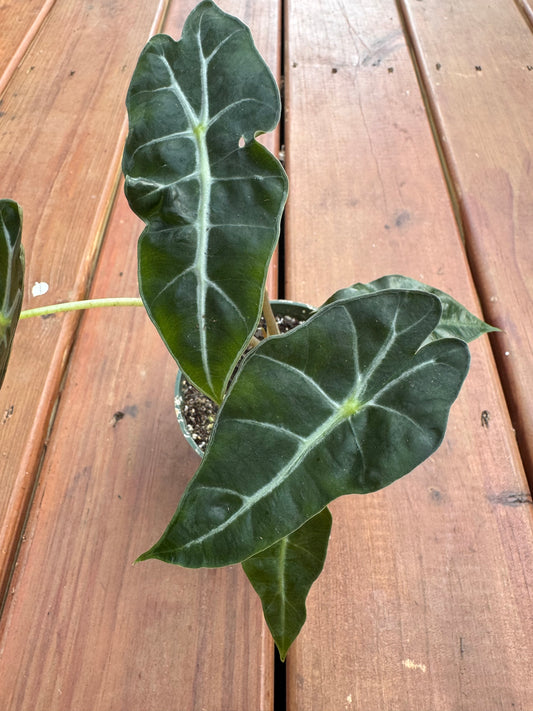 Alocasia Polly in 4-inch pot with dramatic arrow-shaped green leaves and bold white veins, African Mask Plant