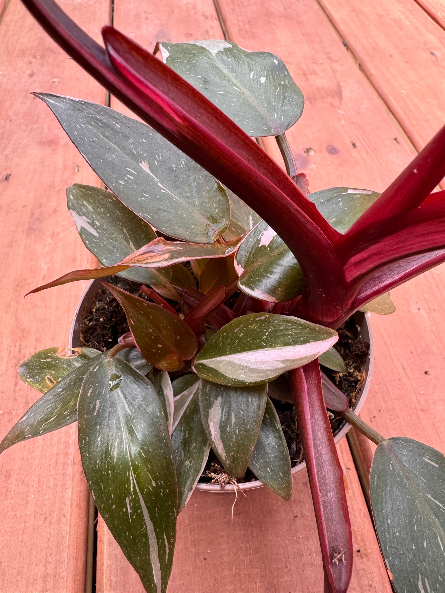 5” Pink Princess Philodendron