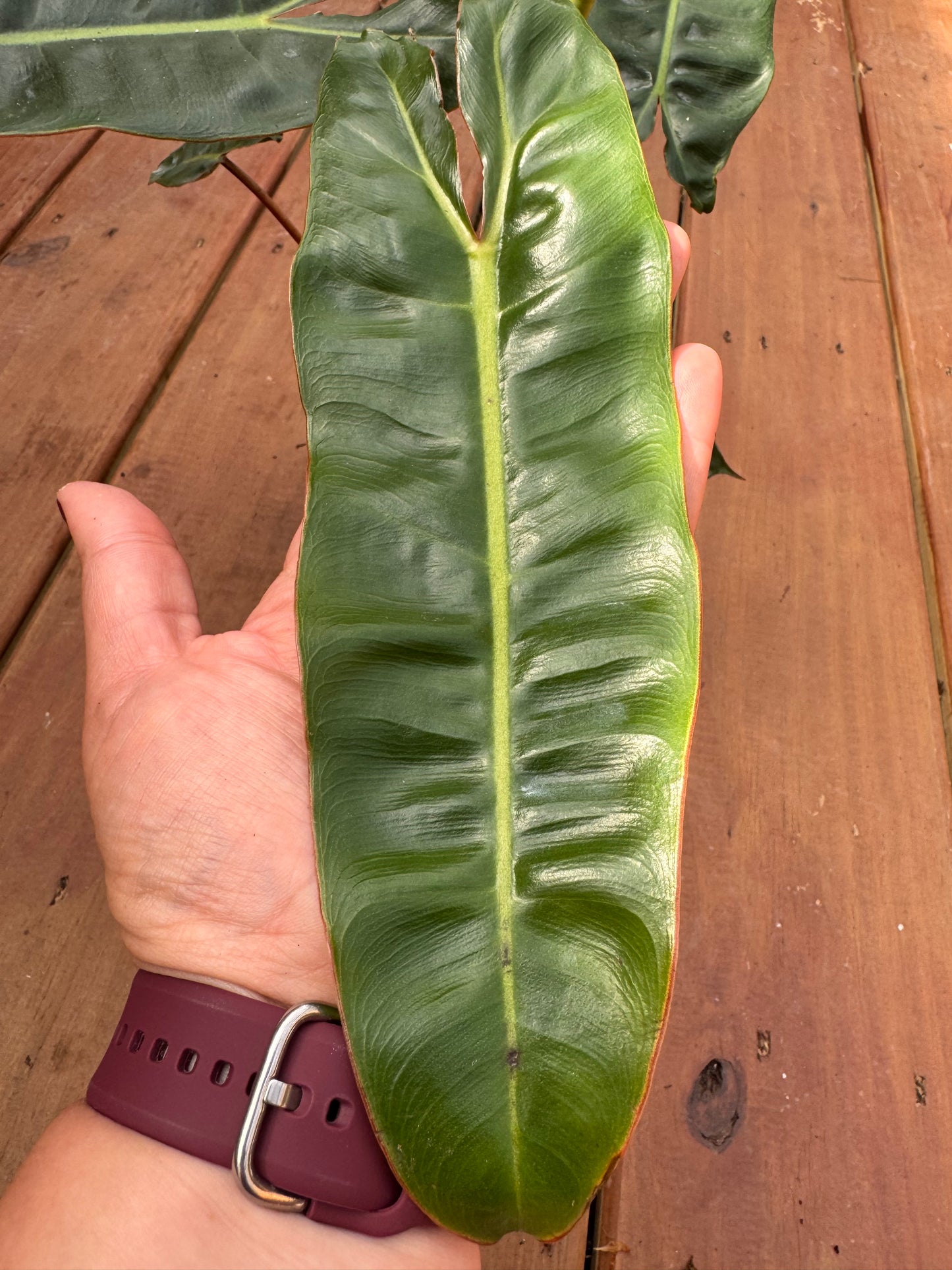 5” Philodendron Billietiae