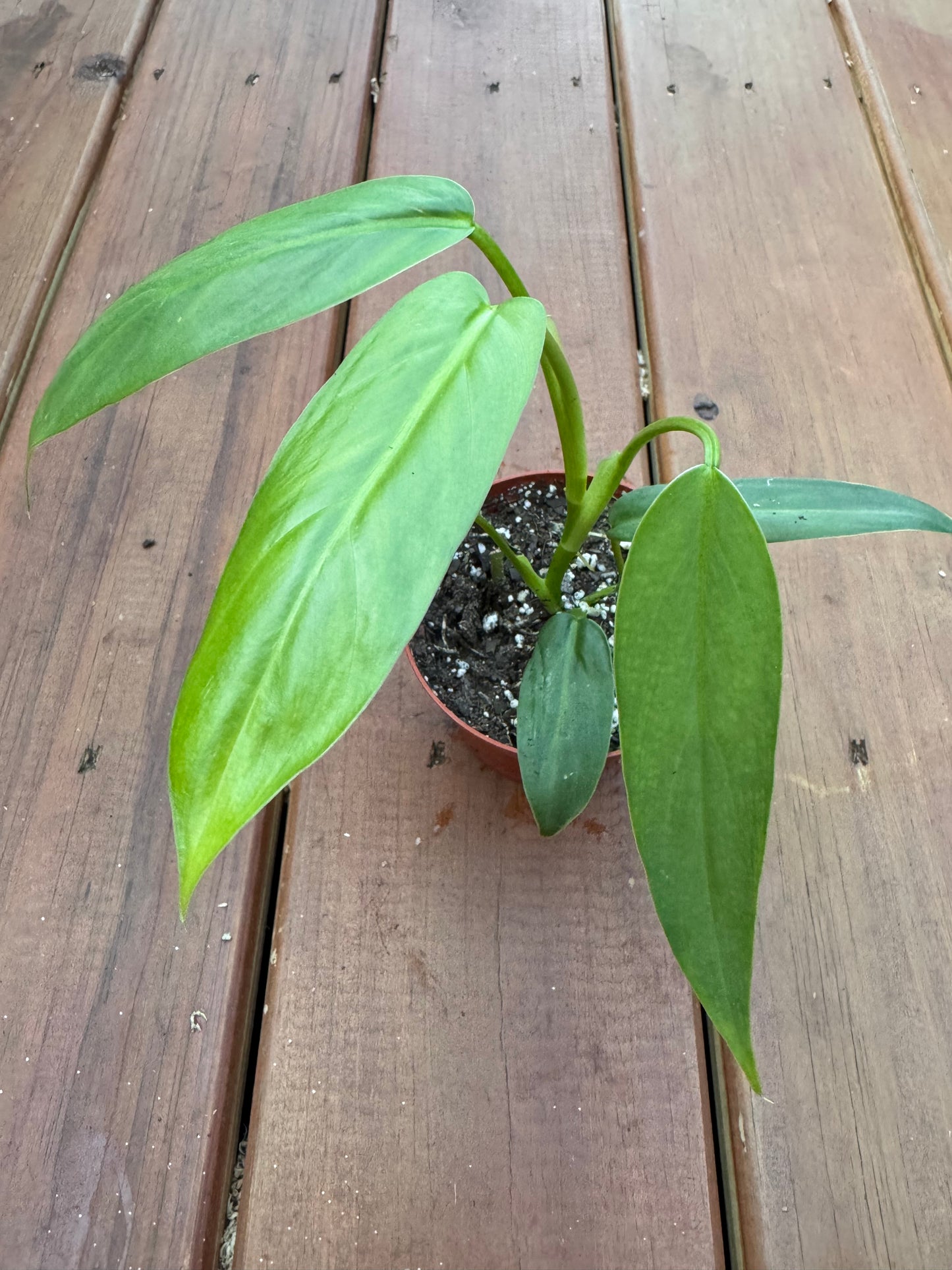 4” Philodendron Oxapapense