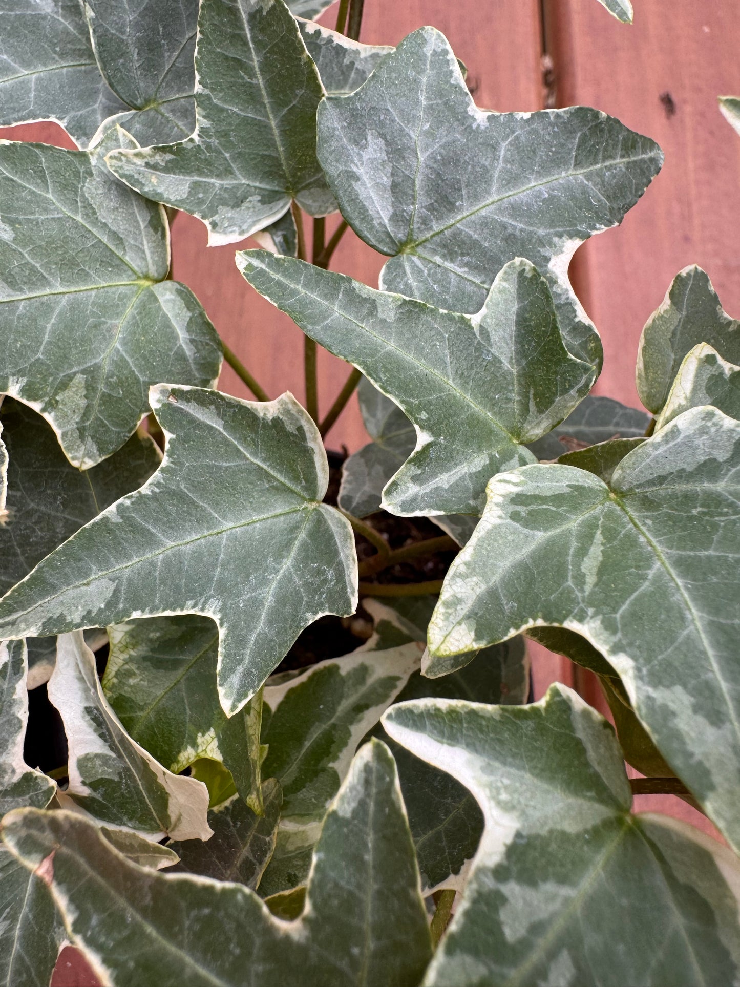 4” Variegated English Ivy
