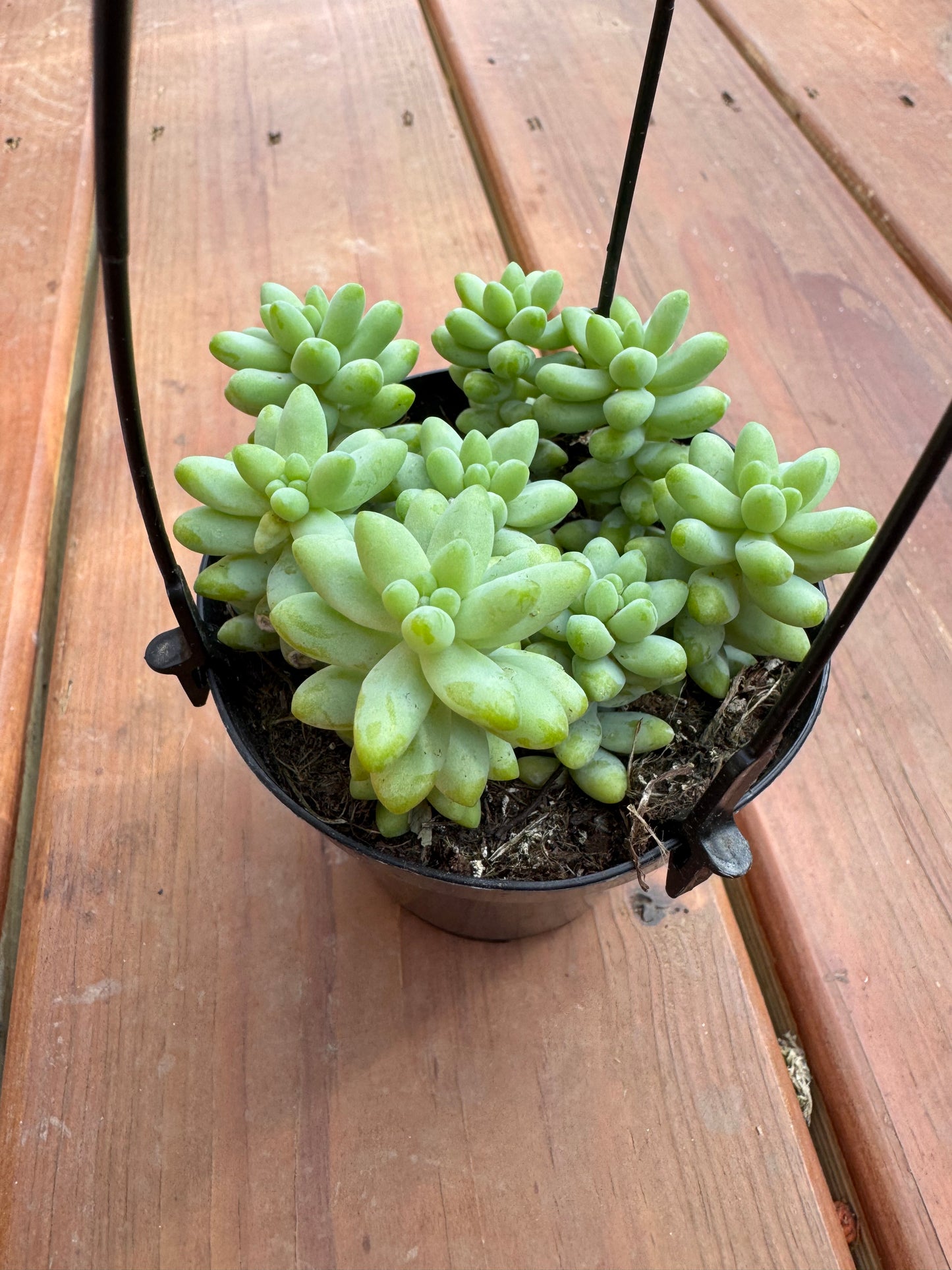 4” Burrows Tail Hanging Basket