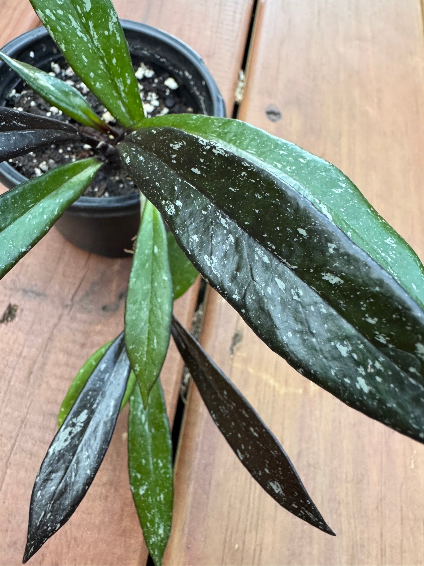 4” Hoya Pubicalyx