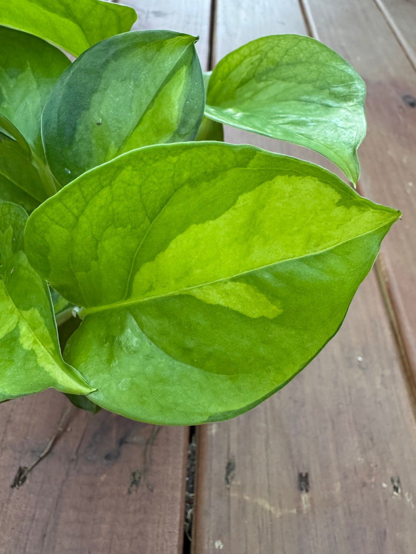 4” Global Green Pothos