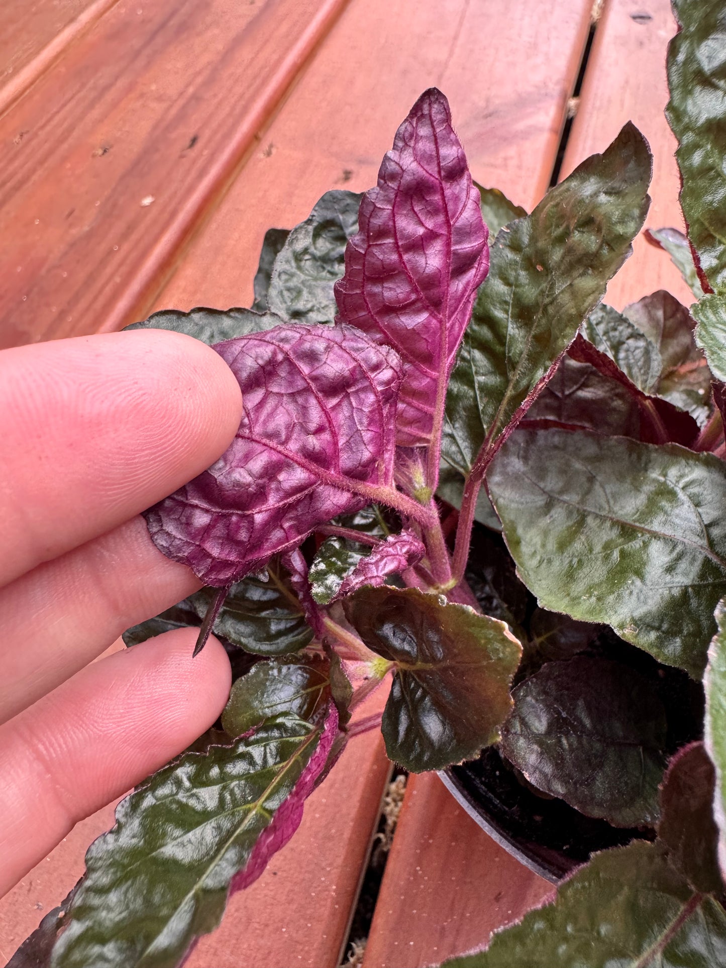 4” Purple Waffle Plant