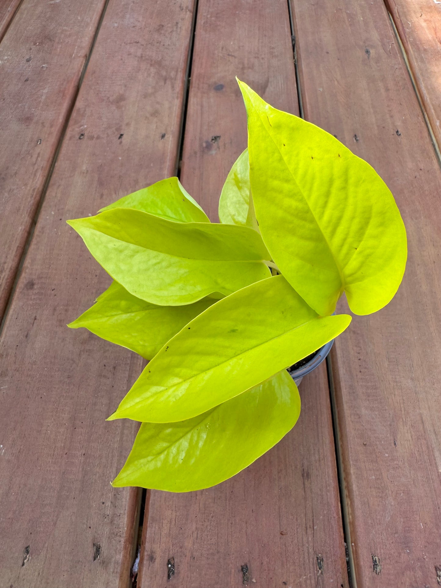 4” Neon Pothos