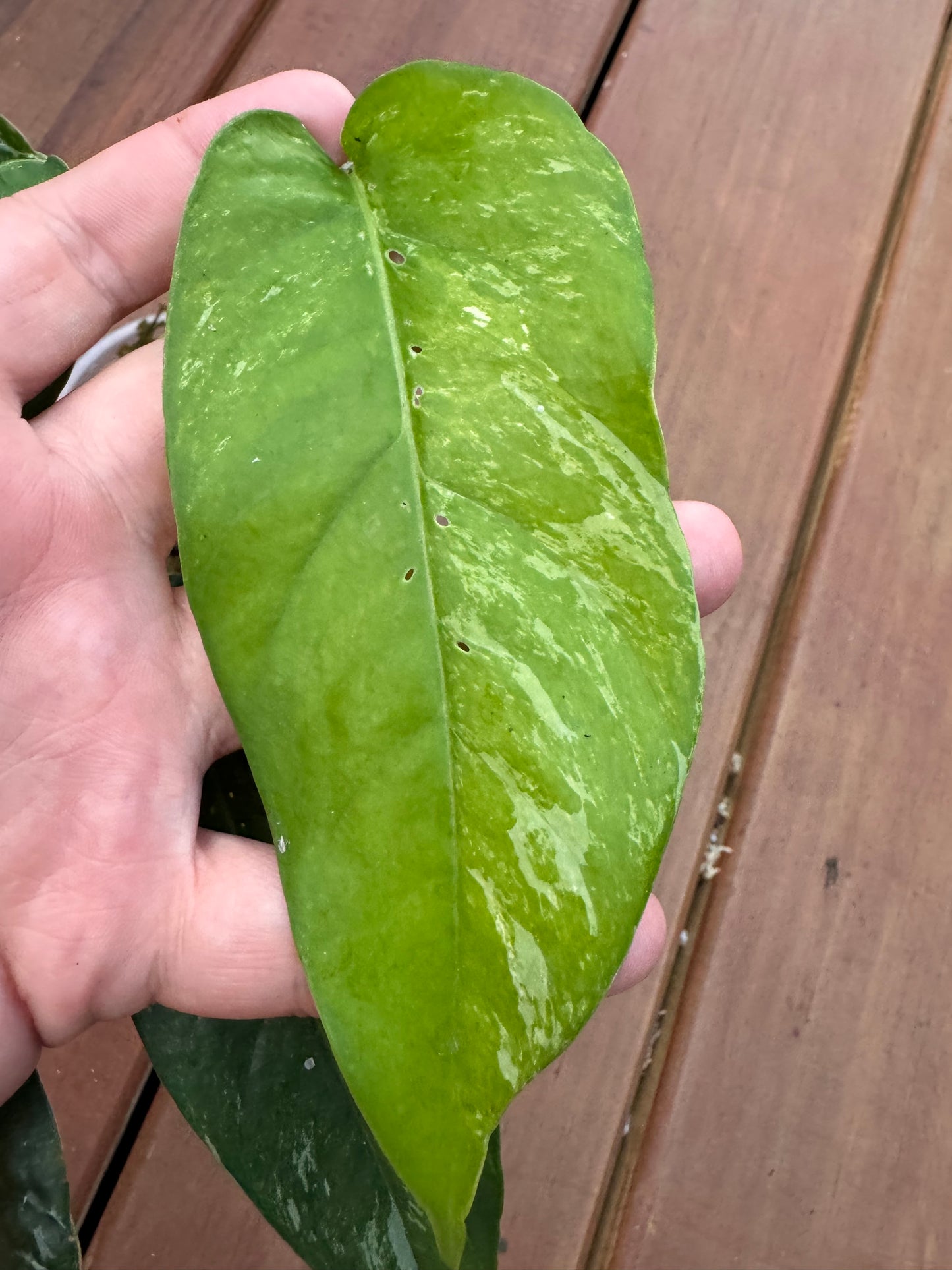 4” Epipremnum Albo