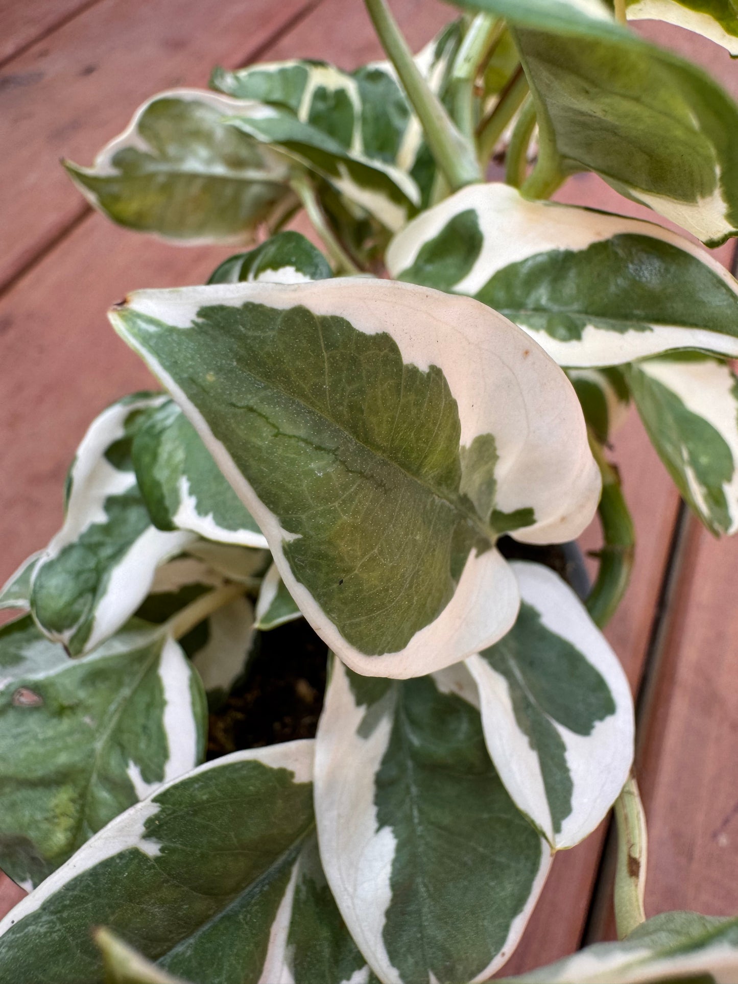 4” N’Joy Pothos