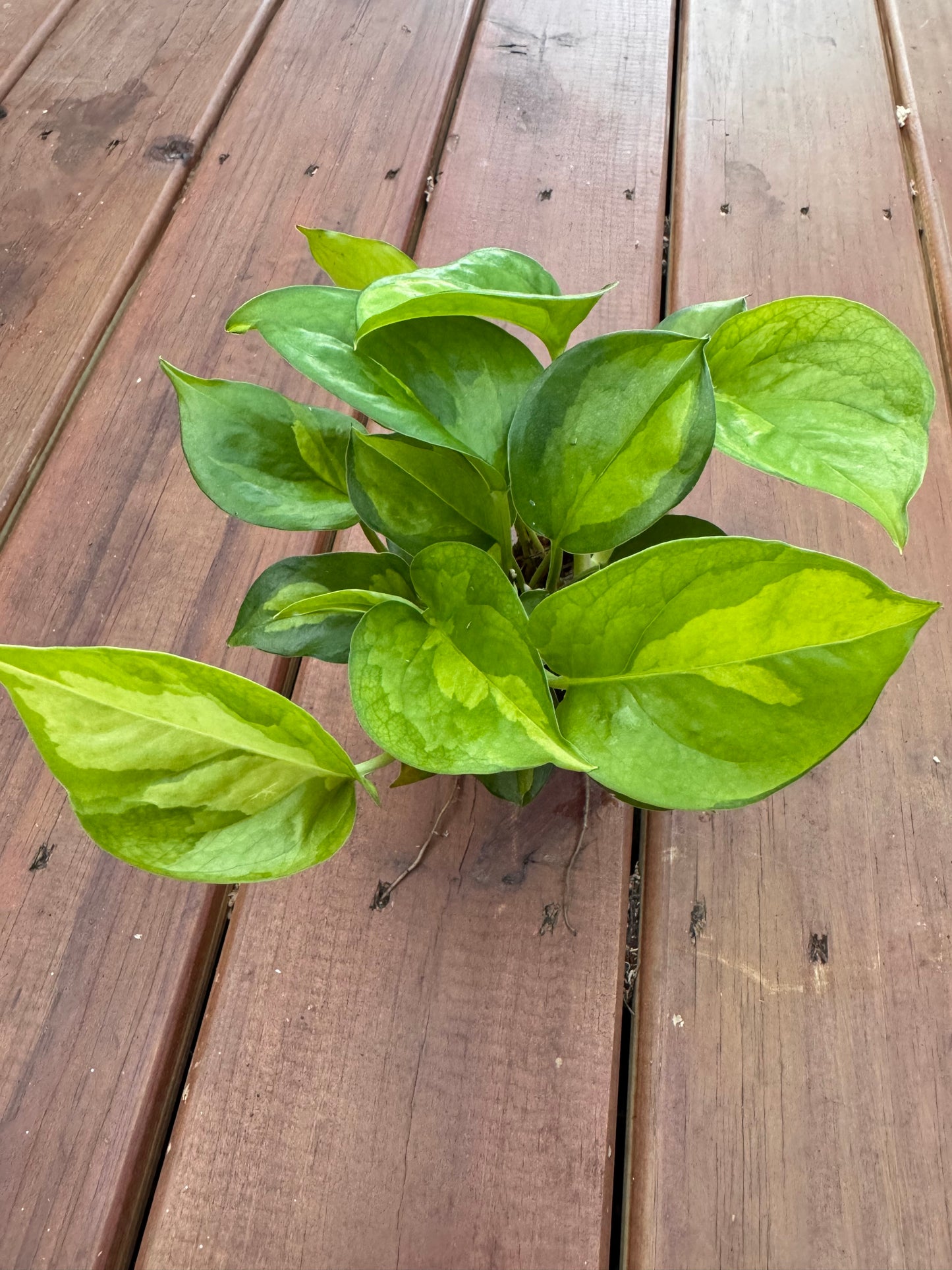 4” Global Green Pothos