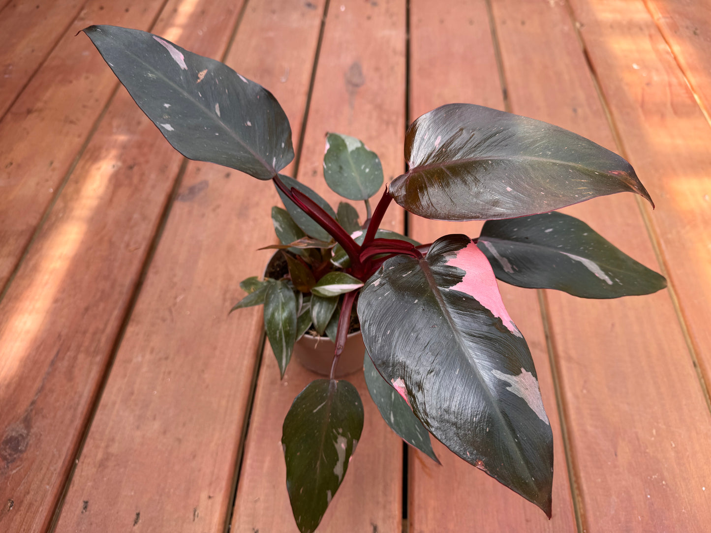 5” Pink Princess Philodendron