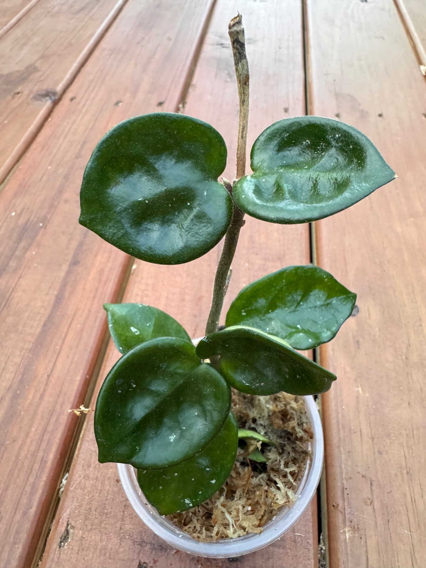 4” Hoya Chelsea