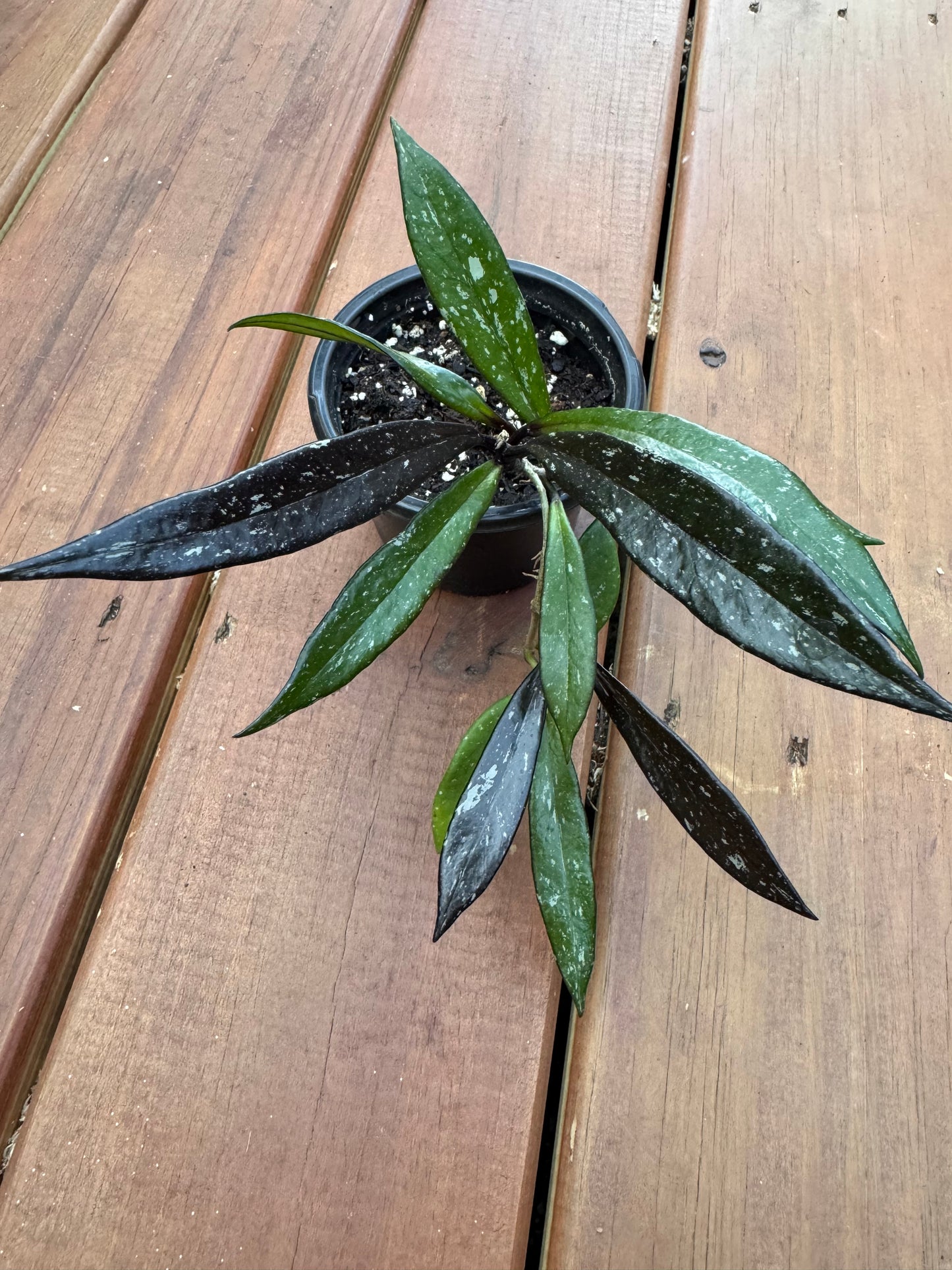 4” Hoya Pubicalyx