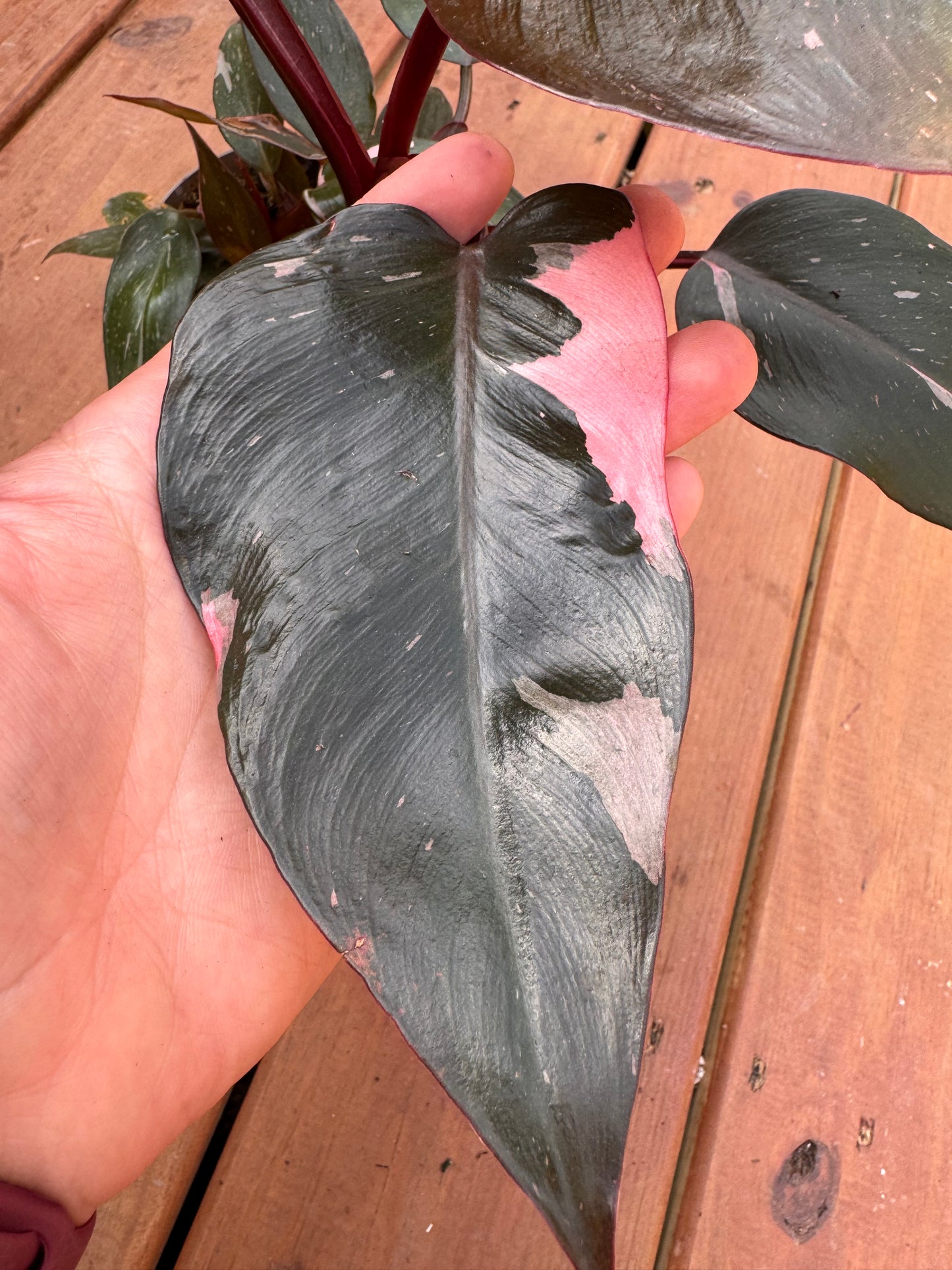 5” Pink Princess Philodendron