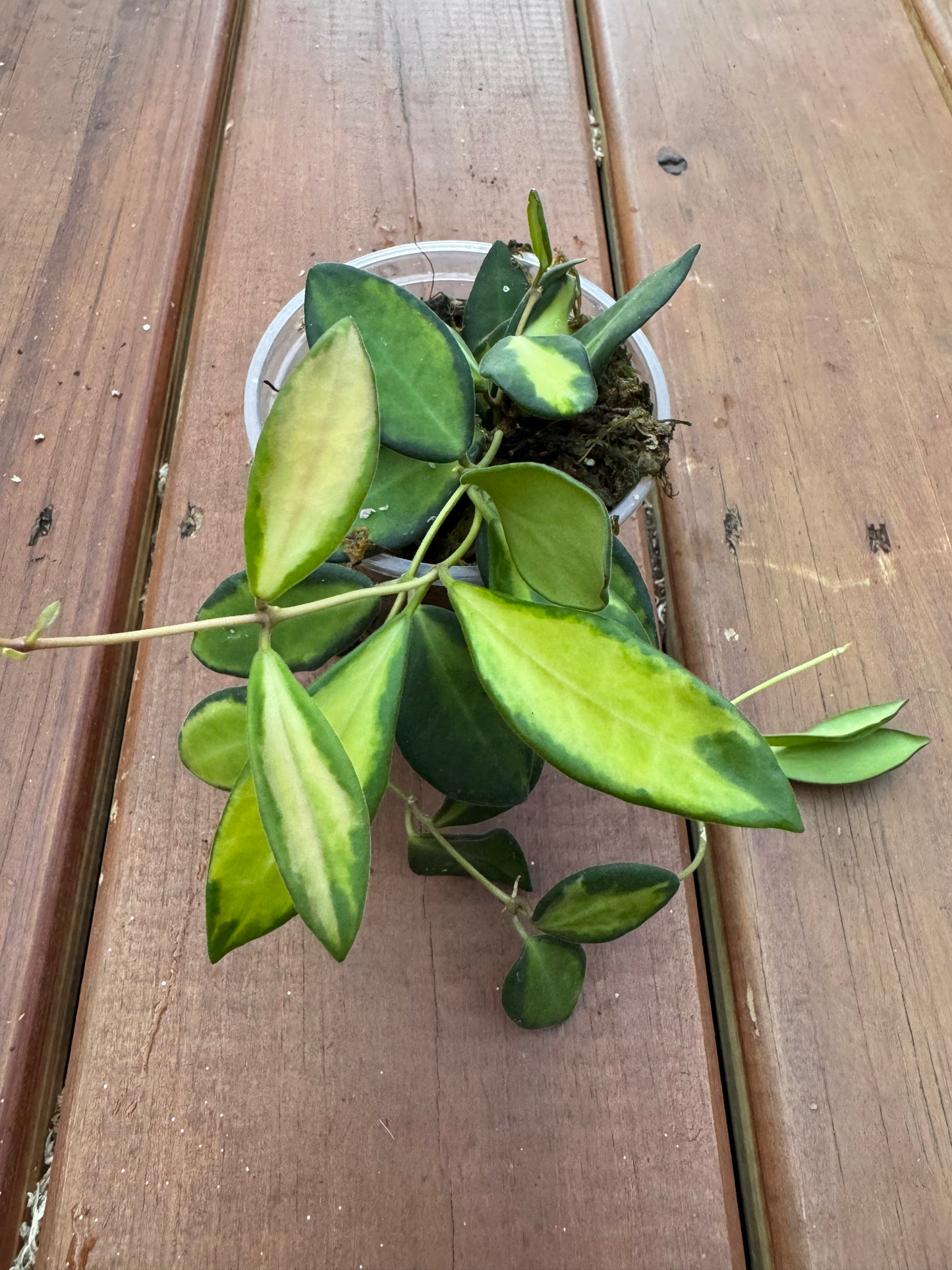 4” Hoya Burtoniae Variegated