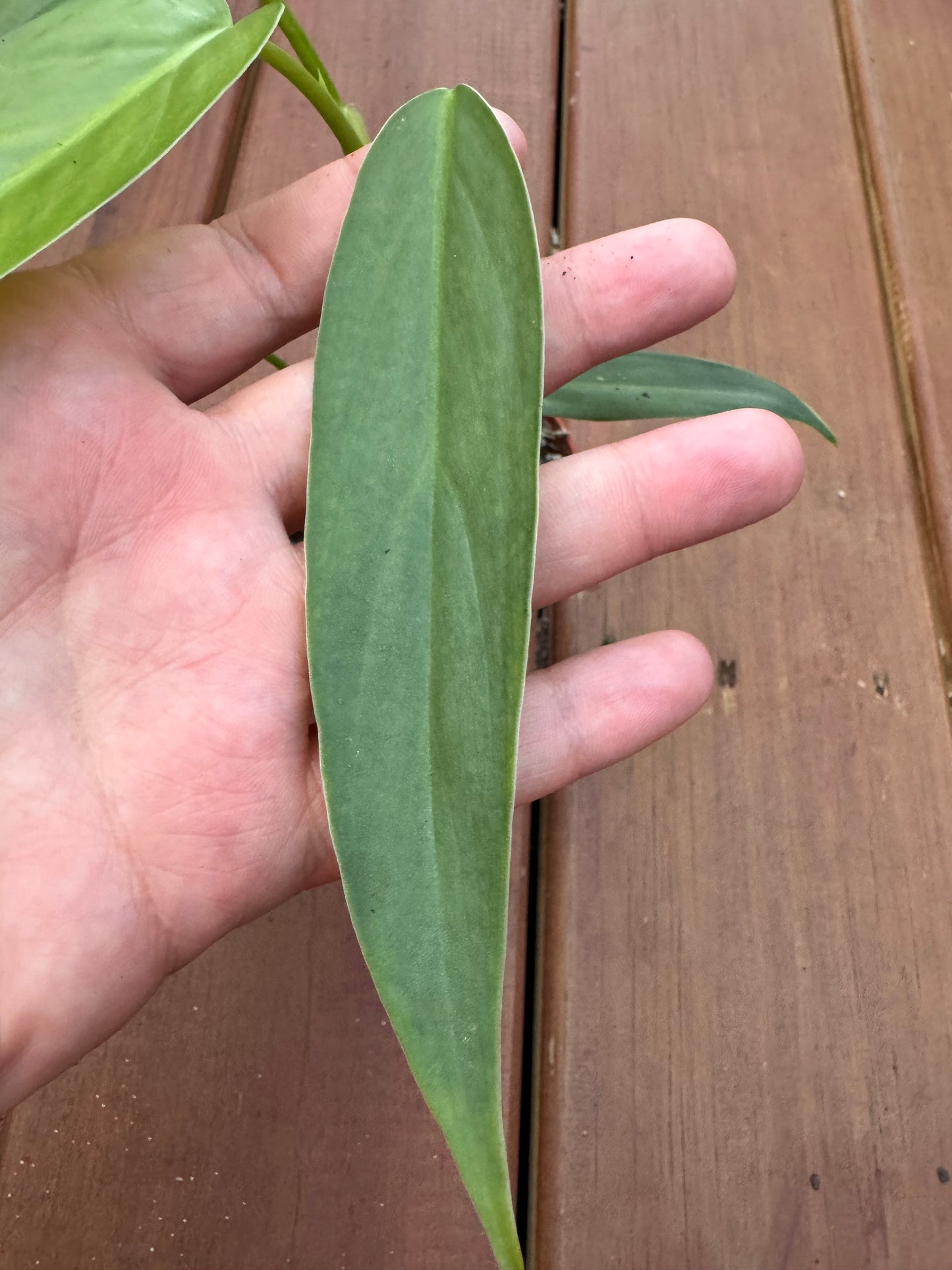 4” Philodendron Oxapapense