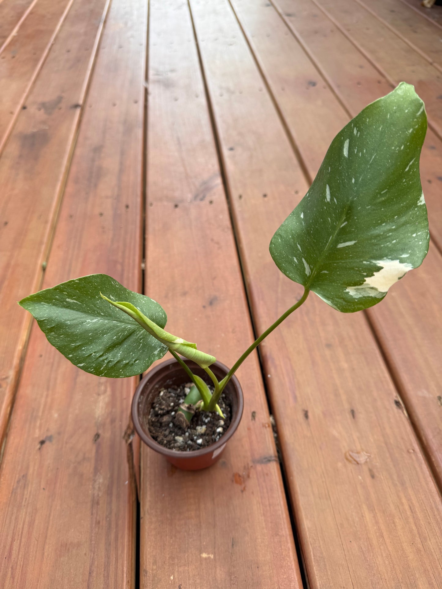 Monstera Thai Constellation in 4-inch pot with large fenestrated green leaves marbled in creamy white, variegated tropical houseplant