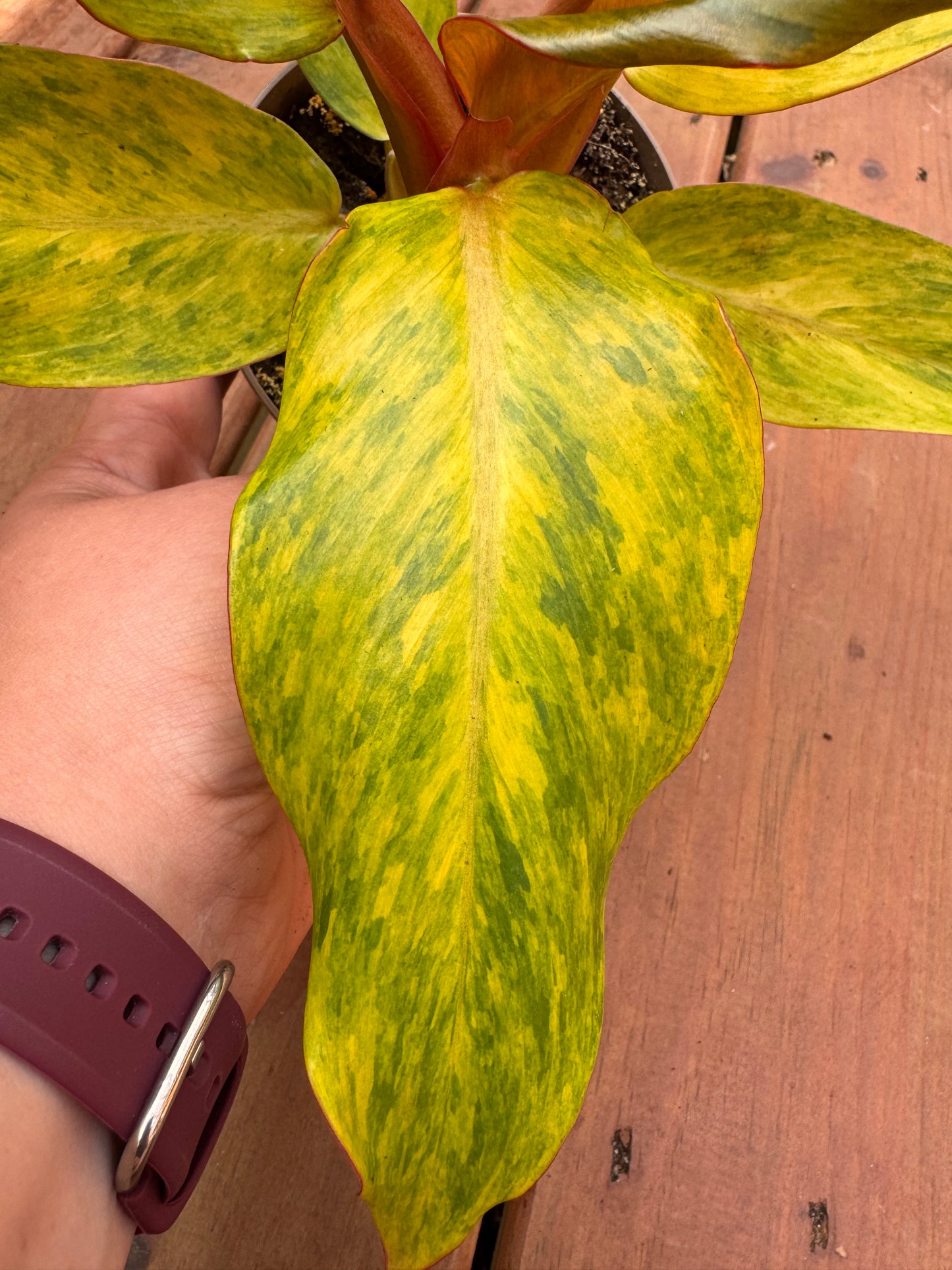5” Philodendron ‘Orange Marmalade’