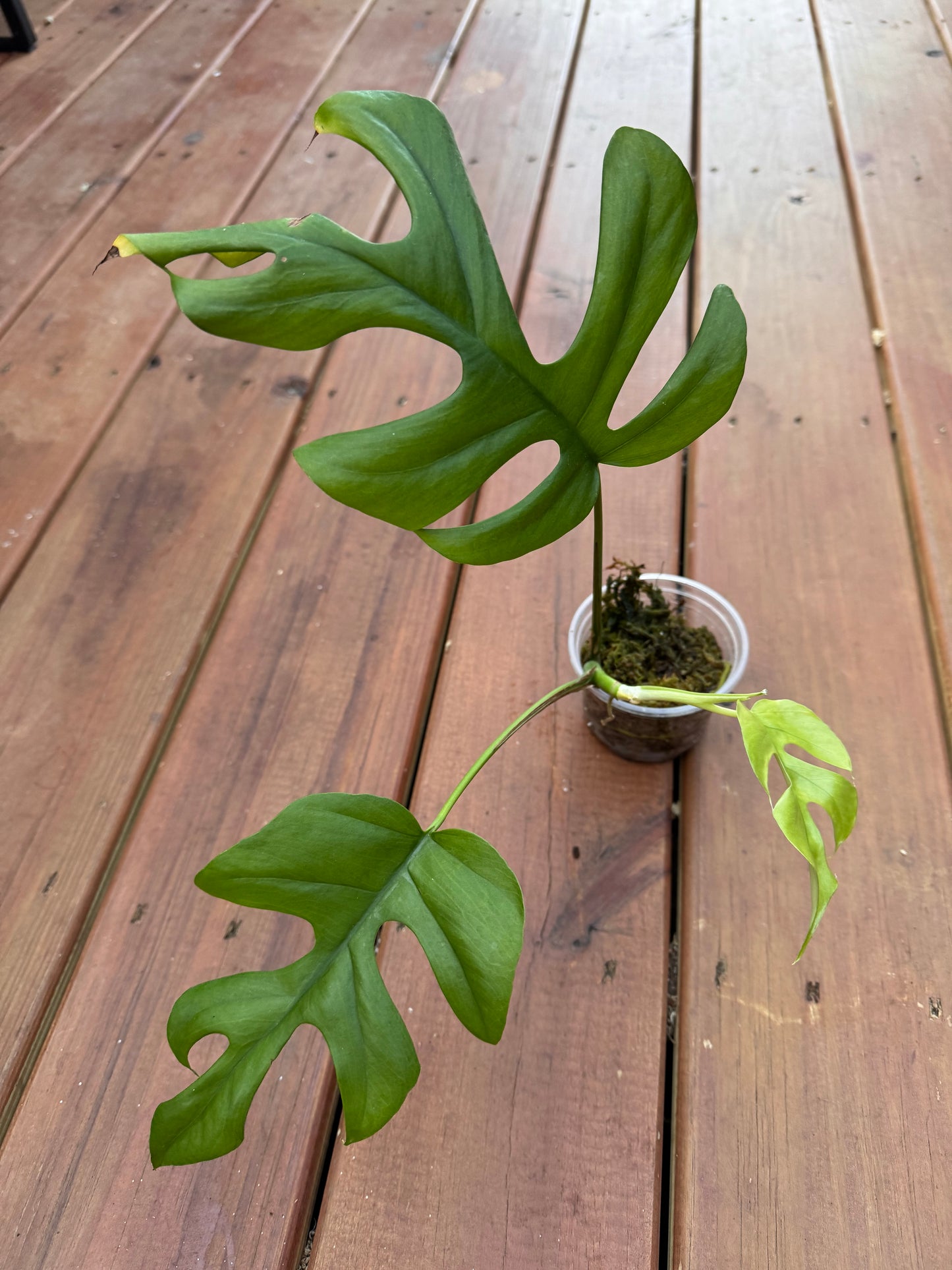 4” Monstera Ginny (Mini Monstera)