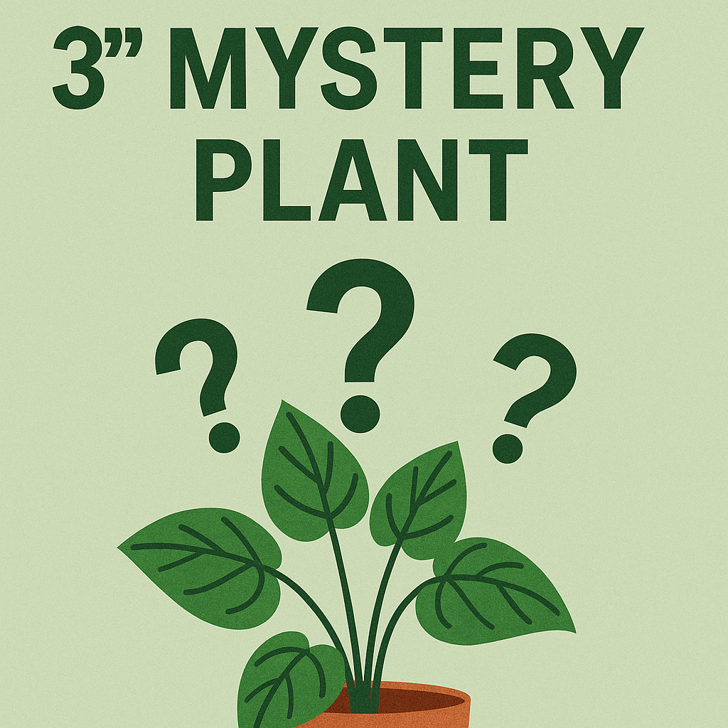 FREE 3" MYSTERY PLANT - ADD TO CART - TODAY ONLY