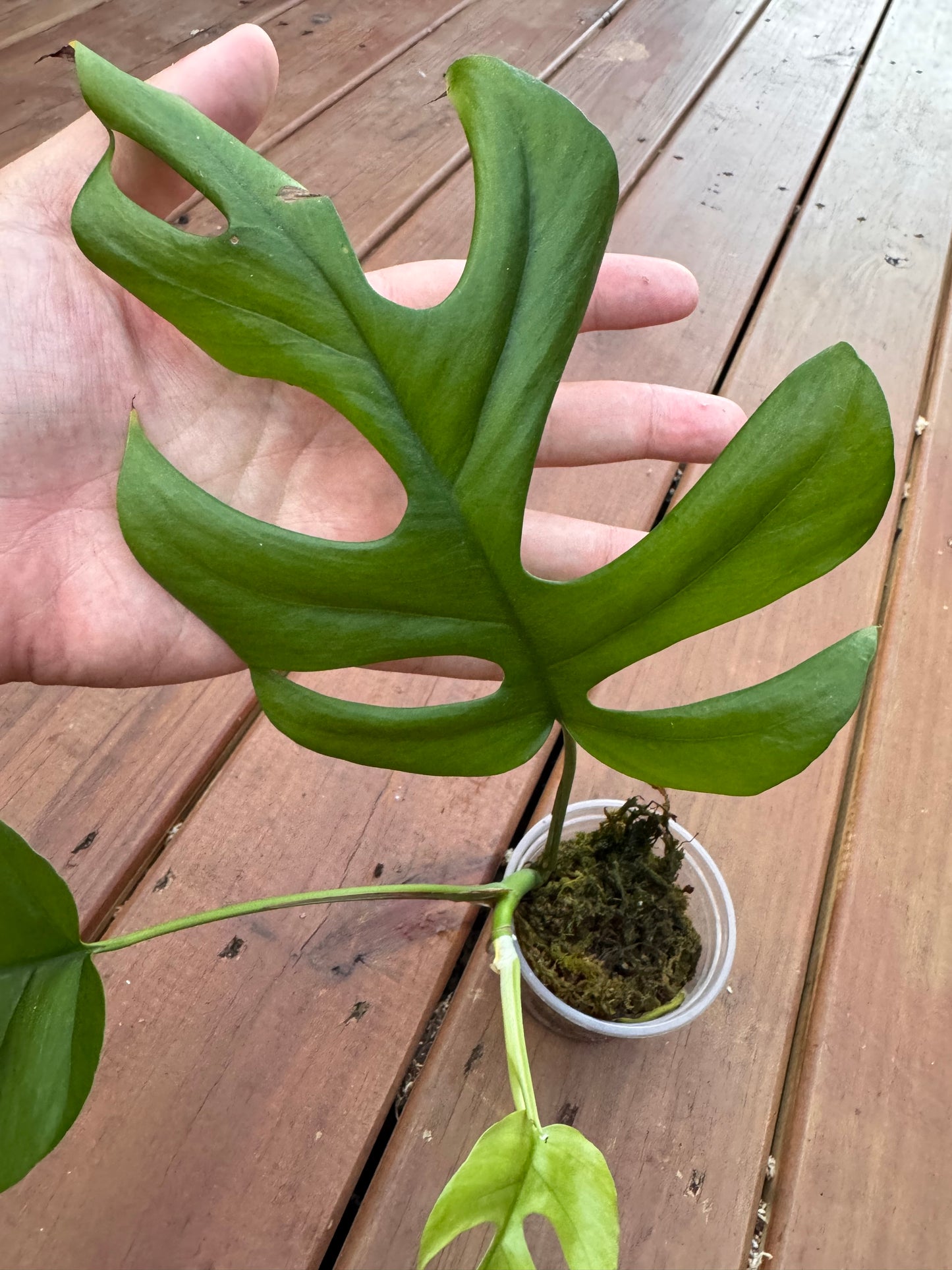 4” Monstera Ginny (Mini Monstera)