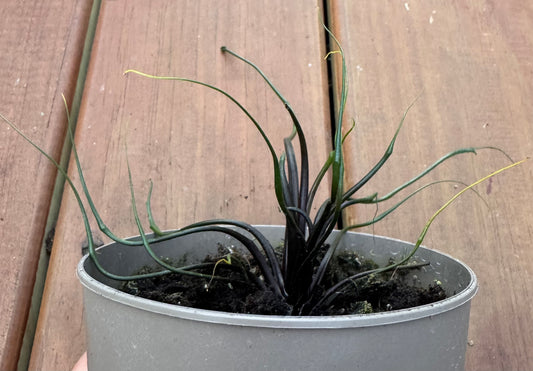 5” Alocasia Flying Squid