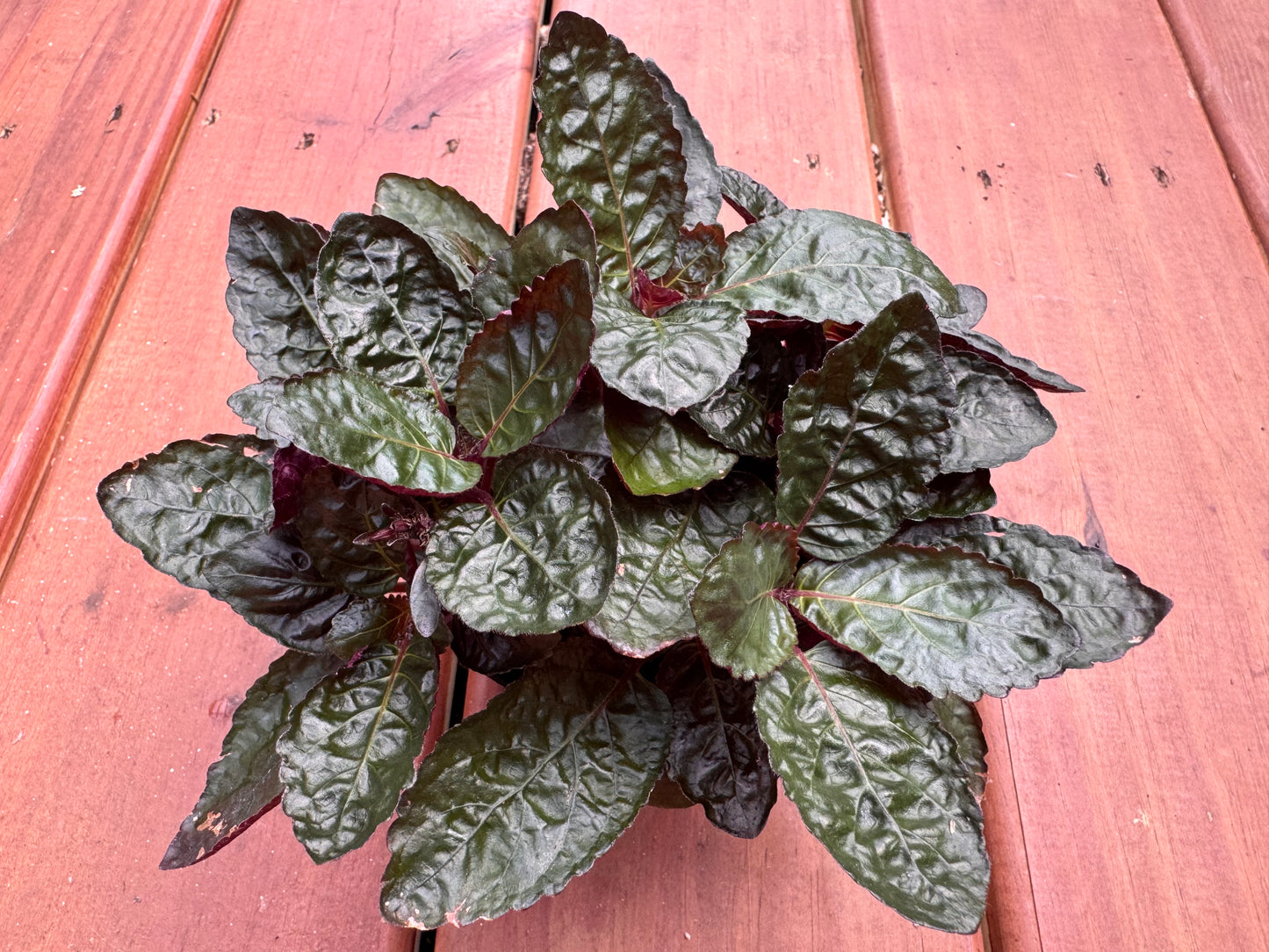 4” Purple Waffle Plant