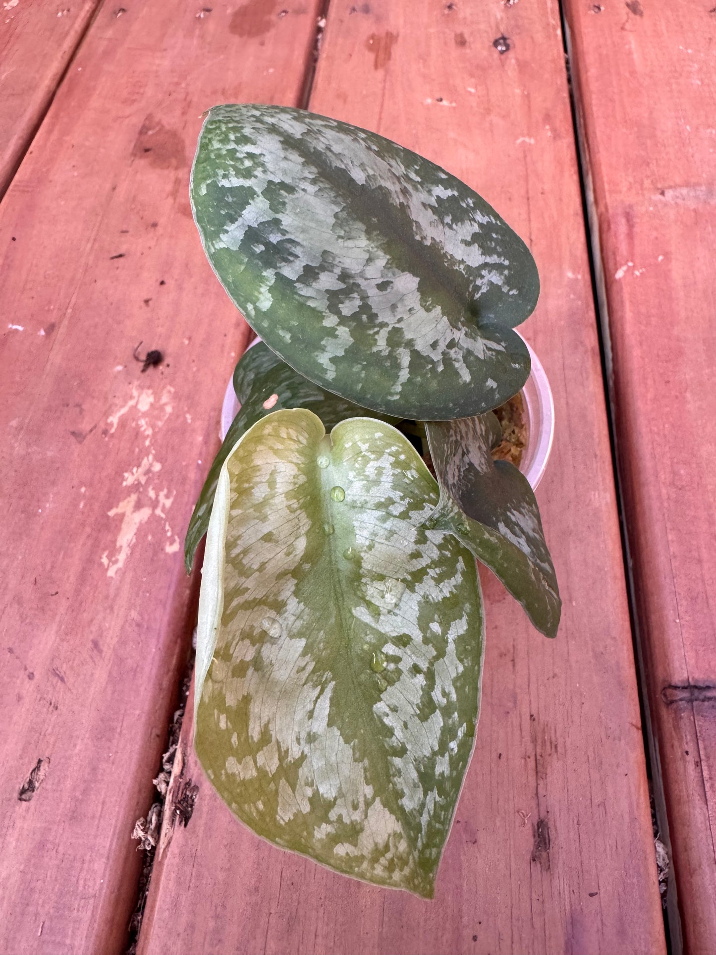 4” Scindapsus Silver Splash