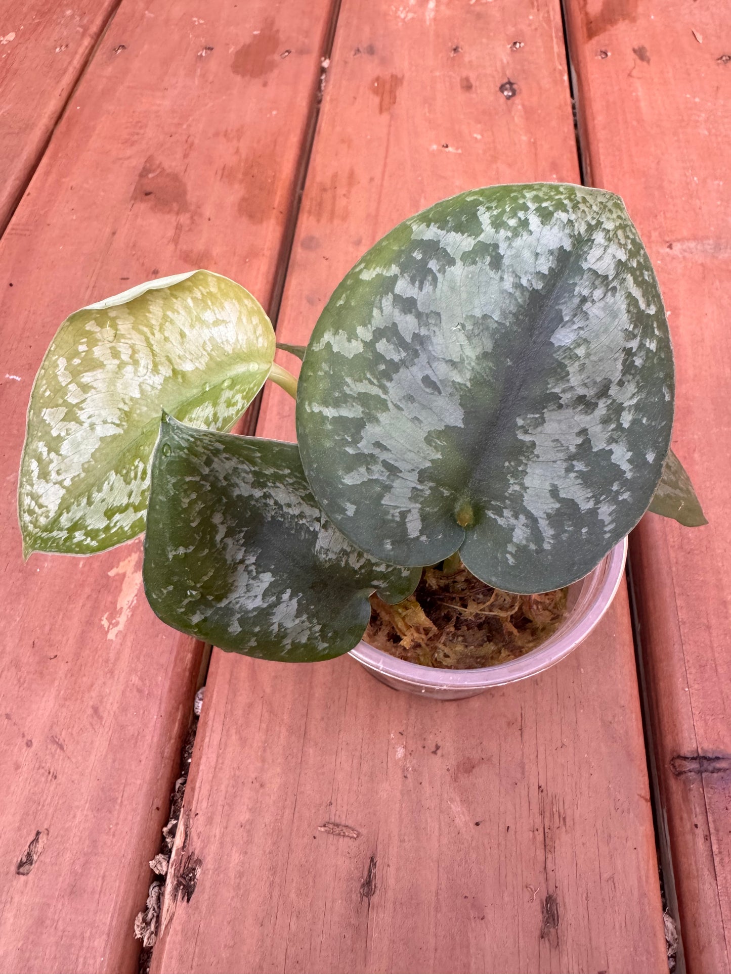 4” Scindapsus Silver Splash