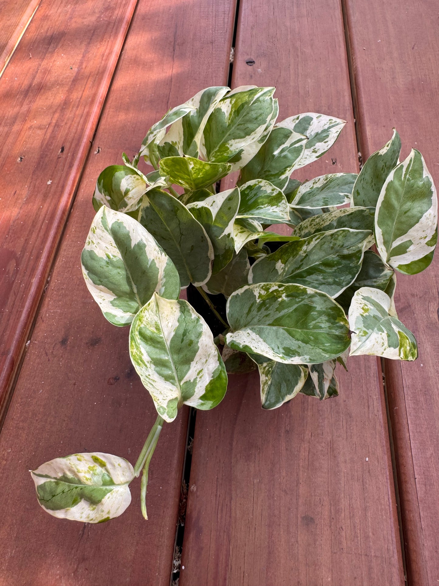 4” Pearls And Jade Pothos
