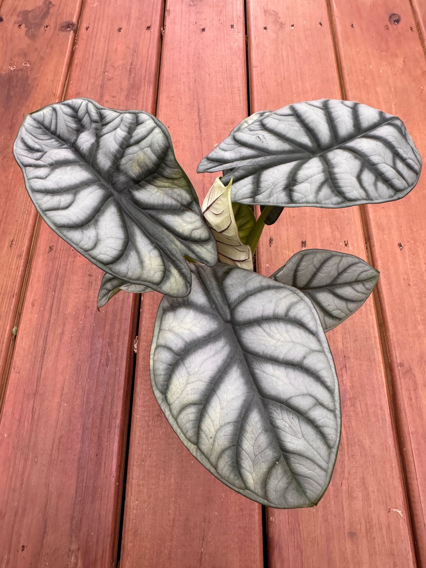 Alocasia Silver Dragon in 5-inch pot with silver shield-shaped leaves and bold dark green veining, jewel Alocasia houseplant