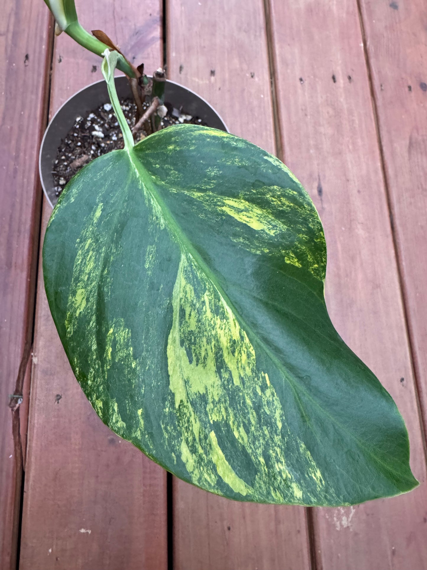Monstera Aurea in 6-inch pot with large green leaves marbled with yellow variegation and natural fenestrations, climbing tropical houseplant