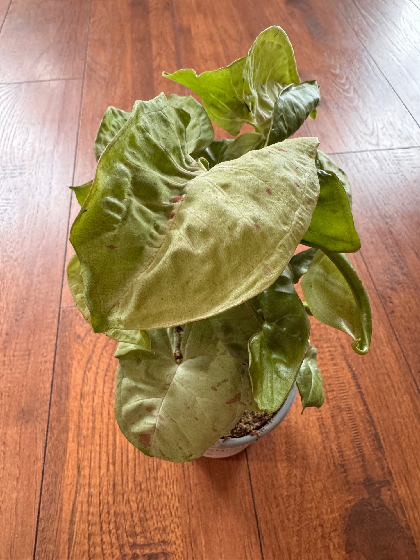 4” Syngonium Milk Confetti