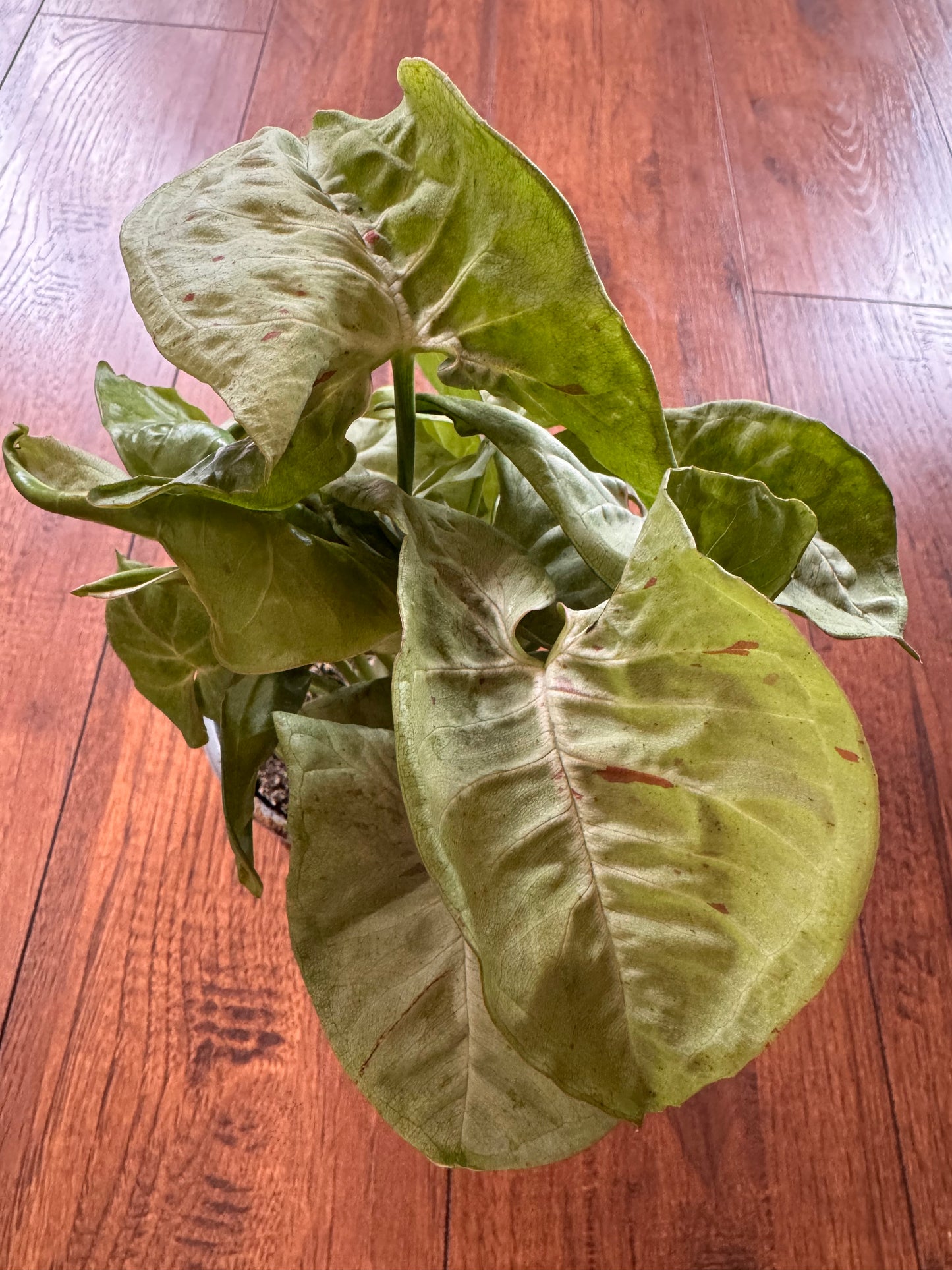 4” Syngonium Milk Confetti