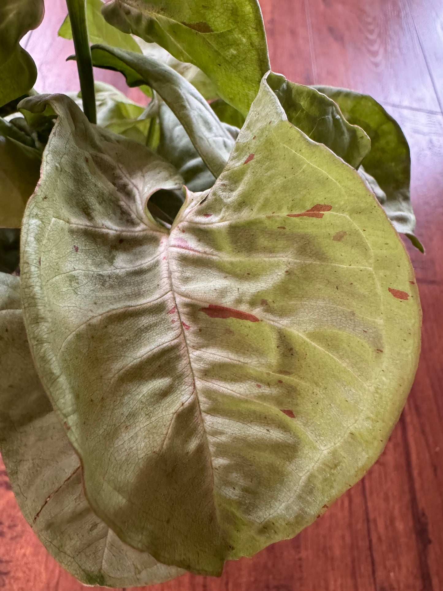 4” Syngonium Milk Confetti