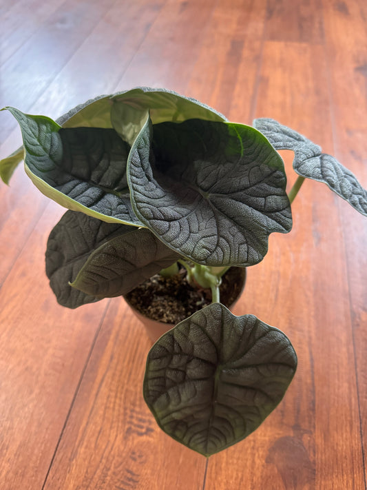 5” Alocasia Melo