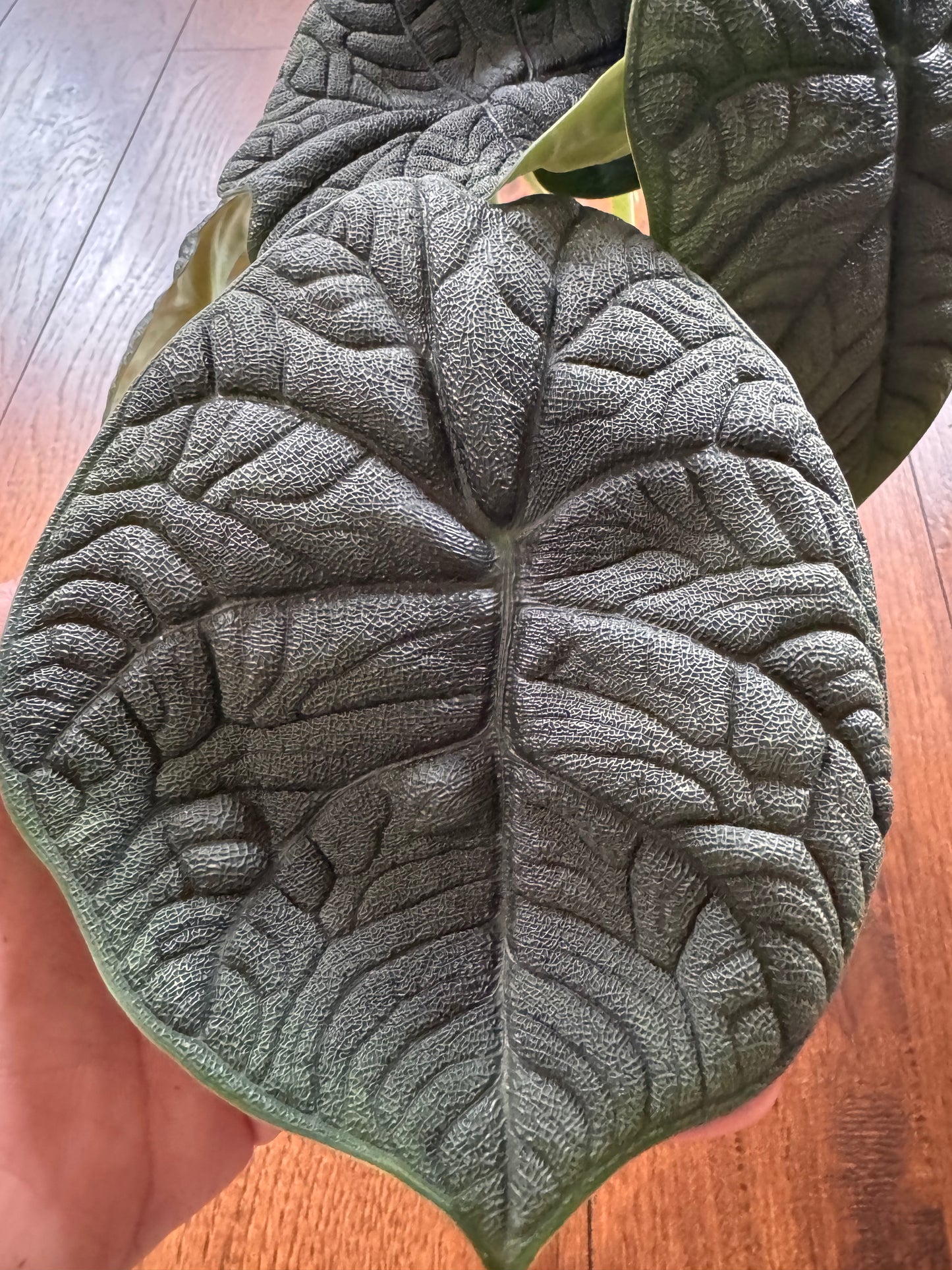 5” Alocasia Melo