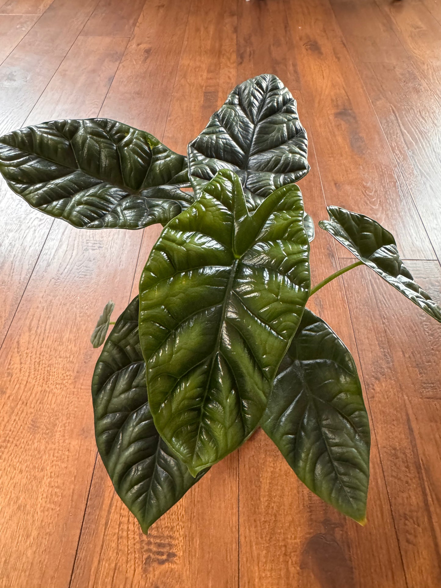 4” Alocasia Sinuata (Quilted Dreams)