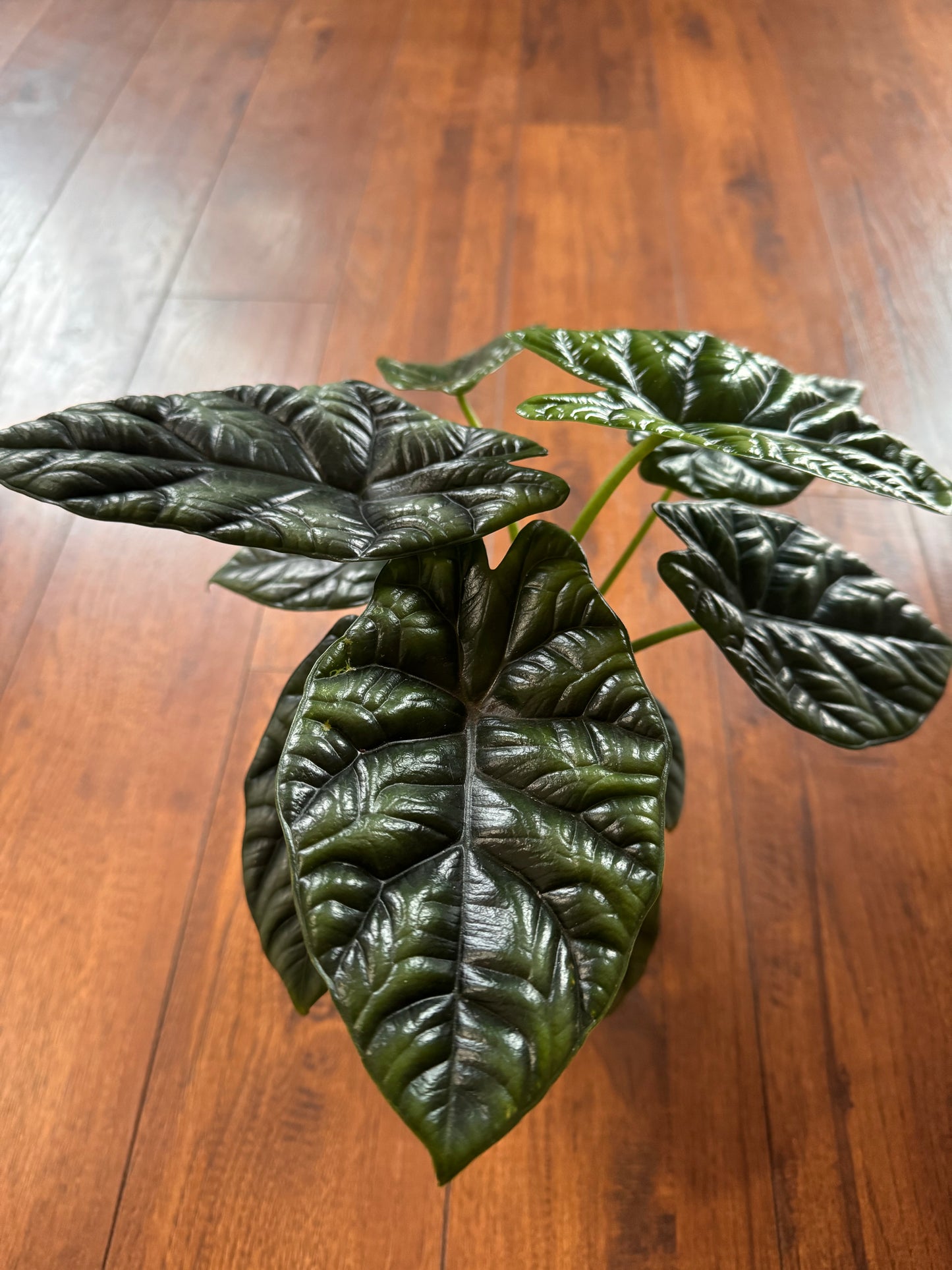 4” Alocasia Sinuata (Quilted Dreams)
