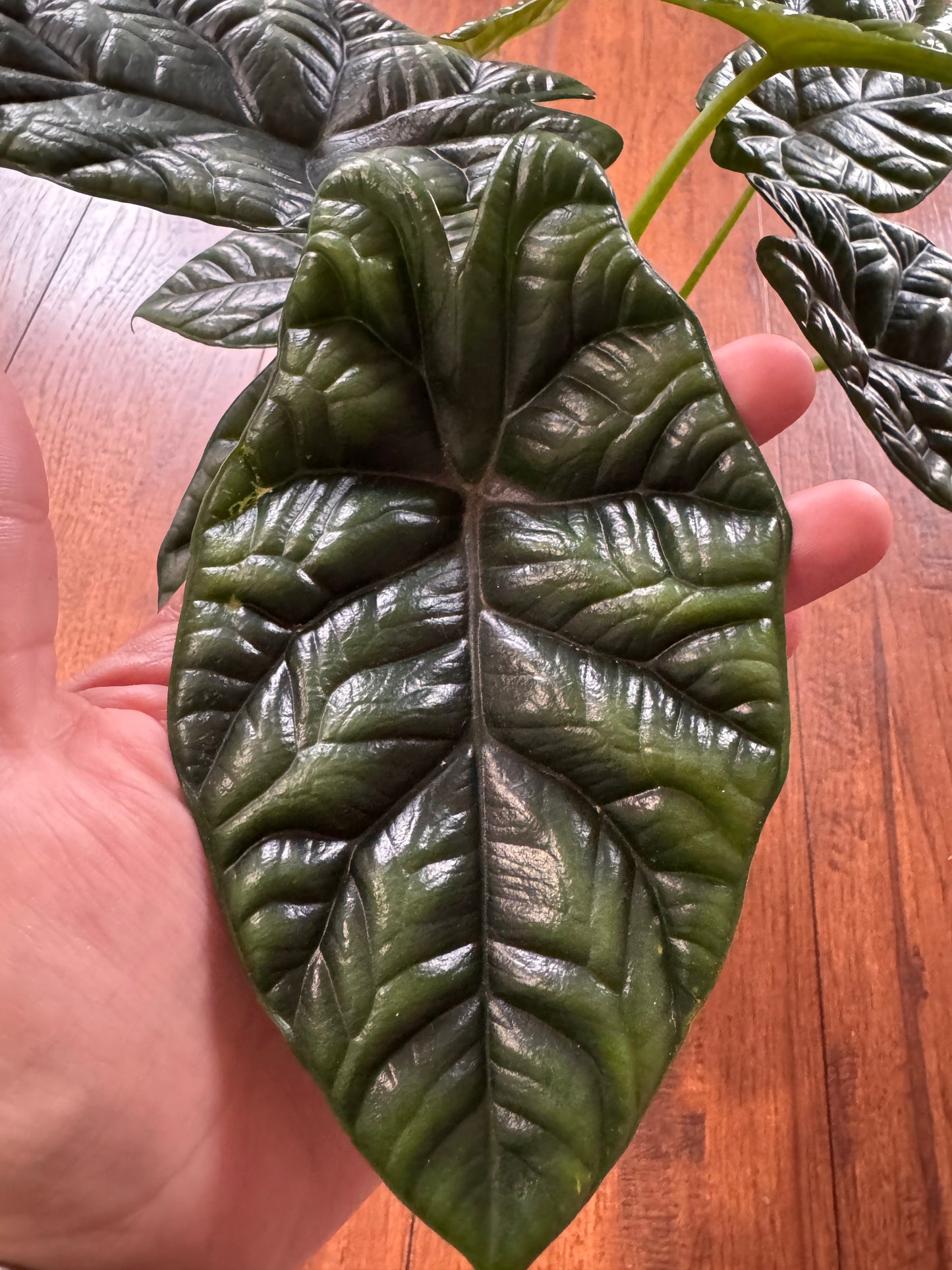 4” Alocasia Sinuata (Quilted Dreams)