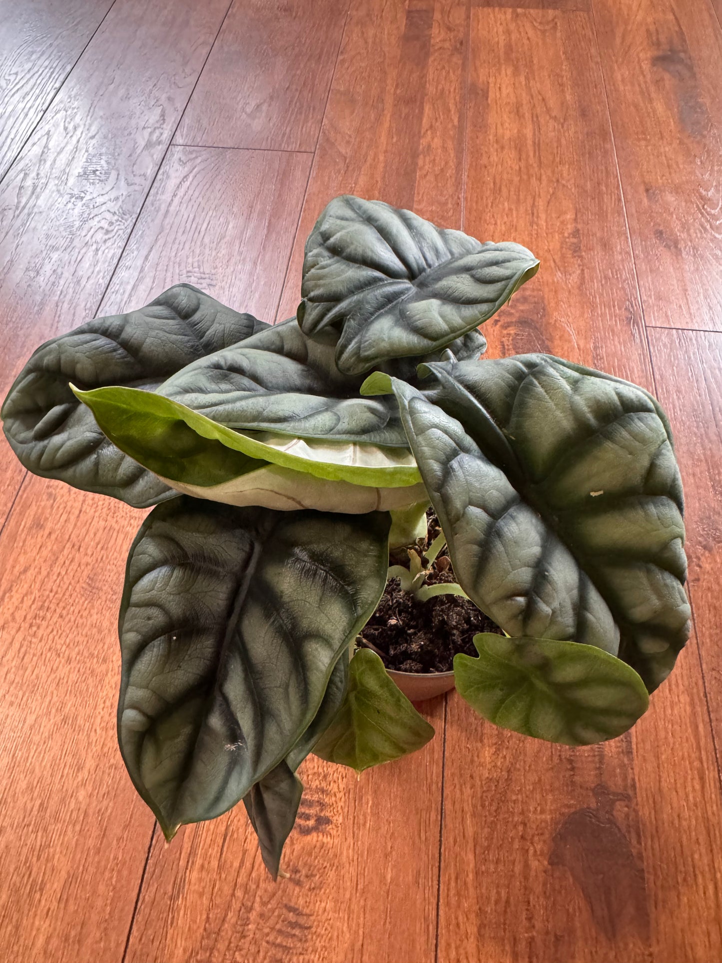5” Alocasia Silver Dragon
