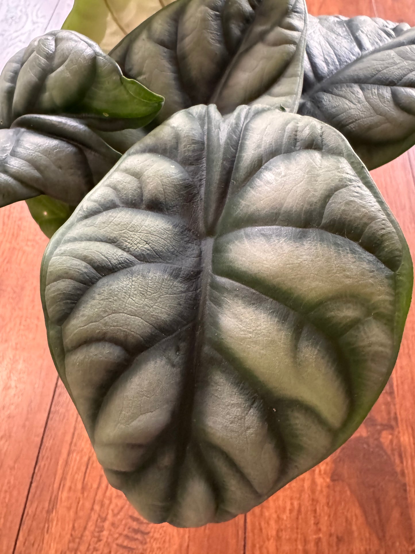 5” Alocasia Silver Dragon