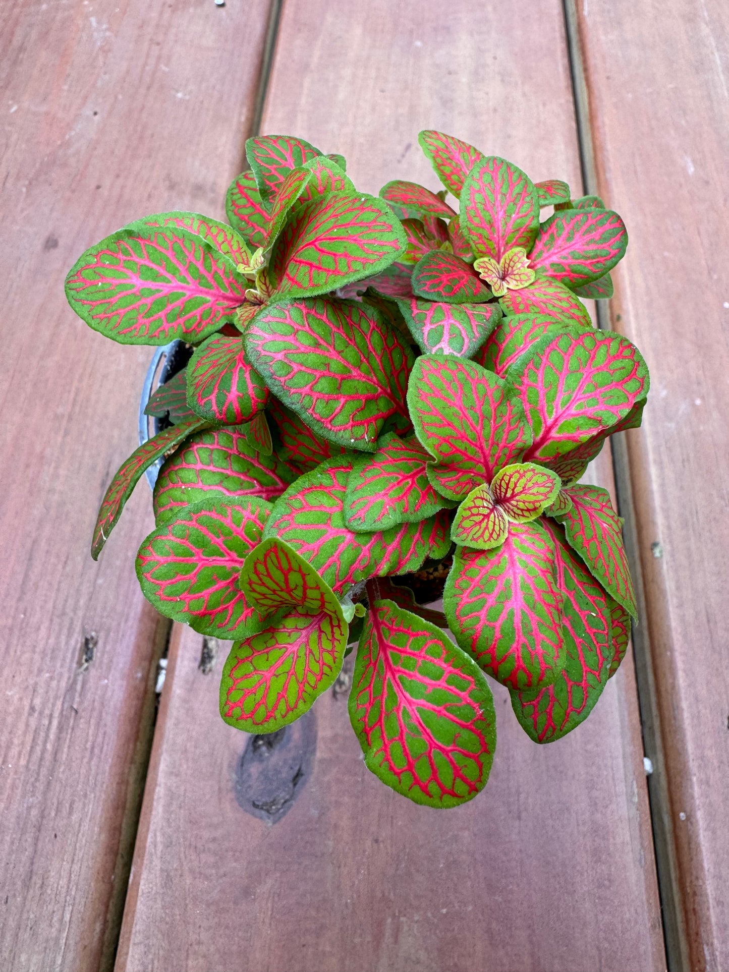 4” Fittonia ‘ Red Skeleton’