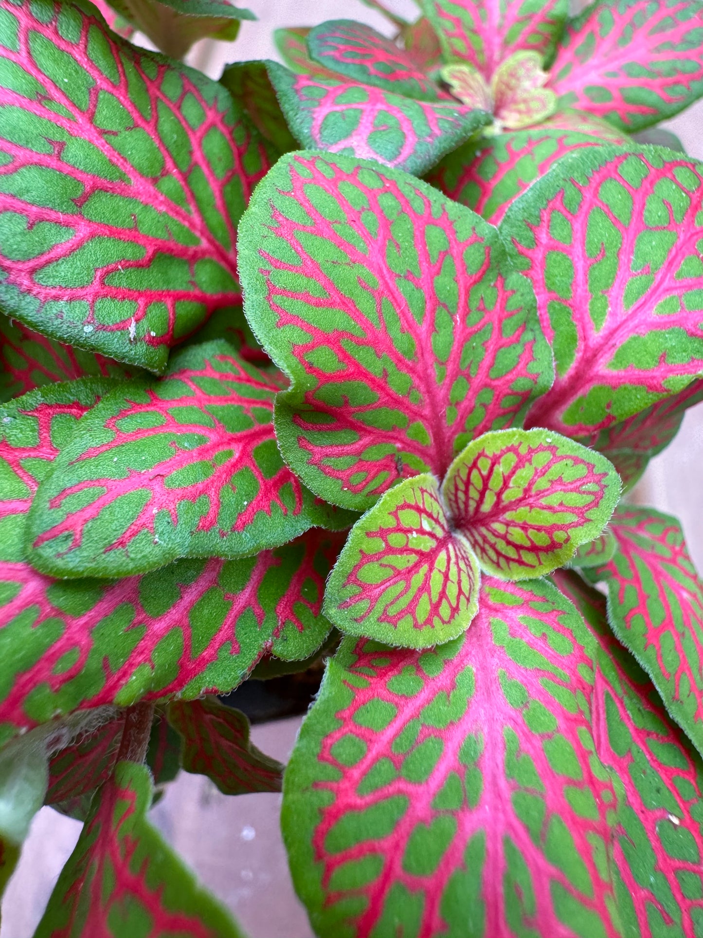 4” Fittonia ‘ Red Skeleton’